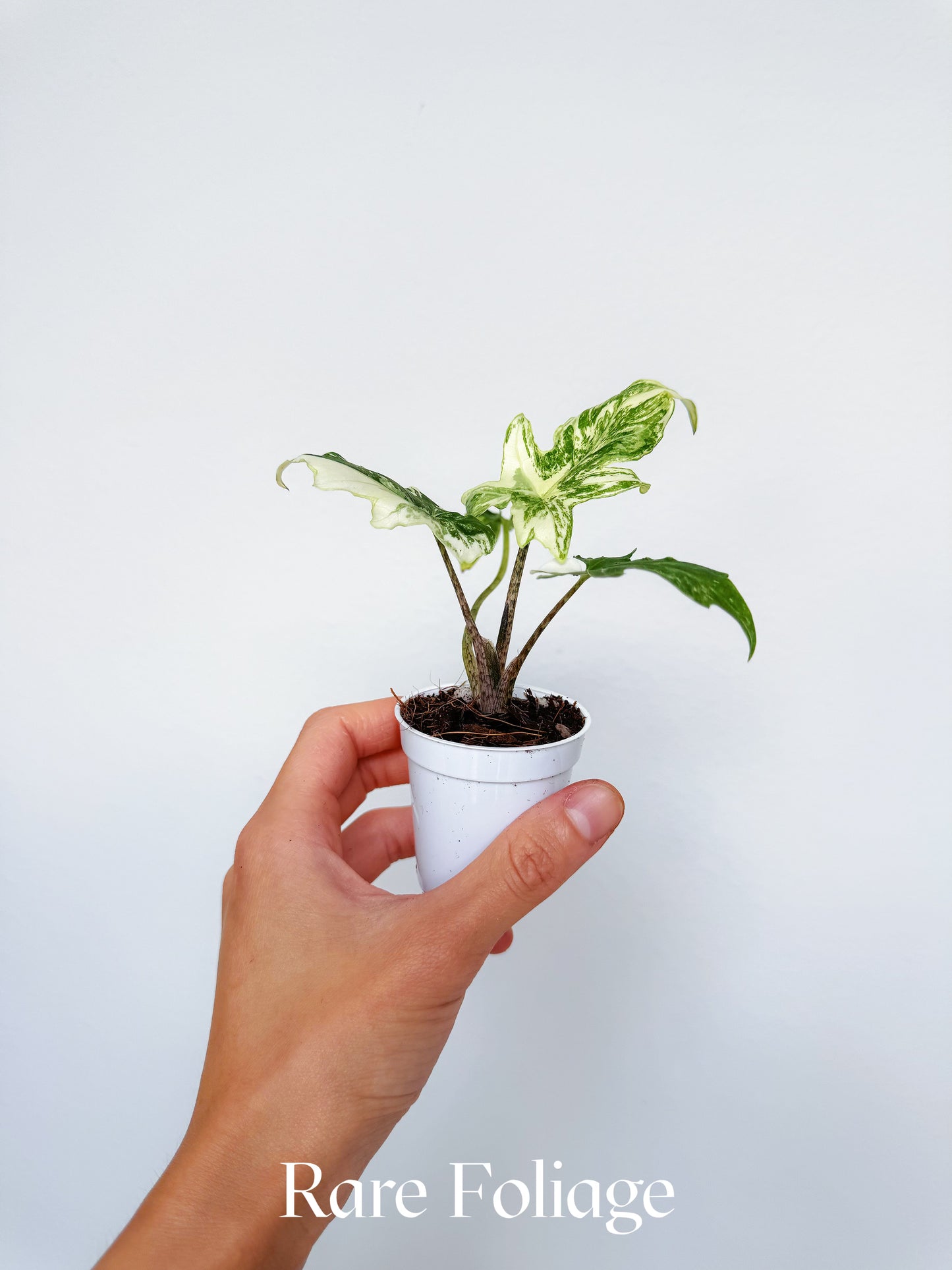 Alocasia Brancifolia Albo Variegated 2”