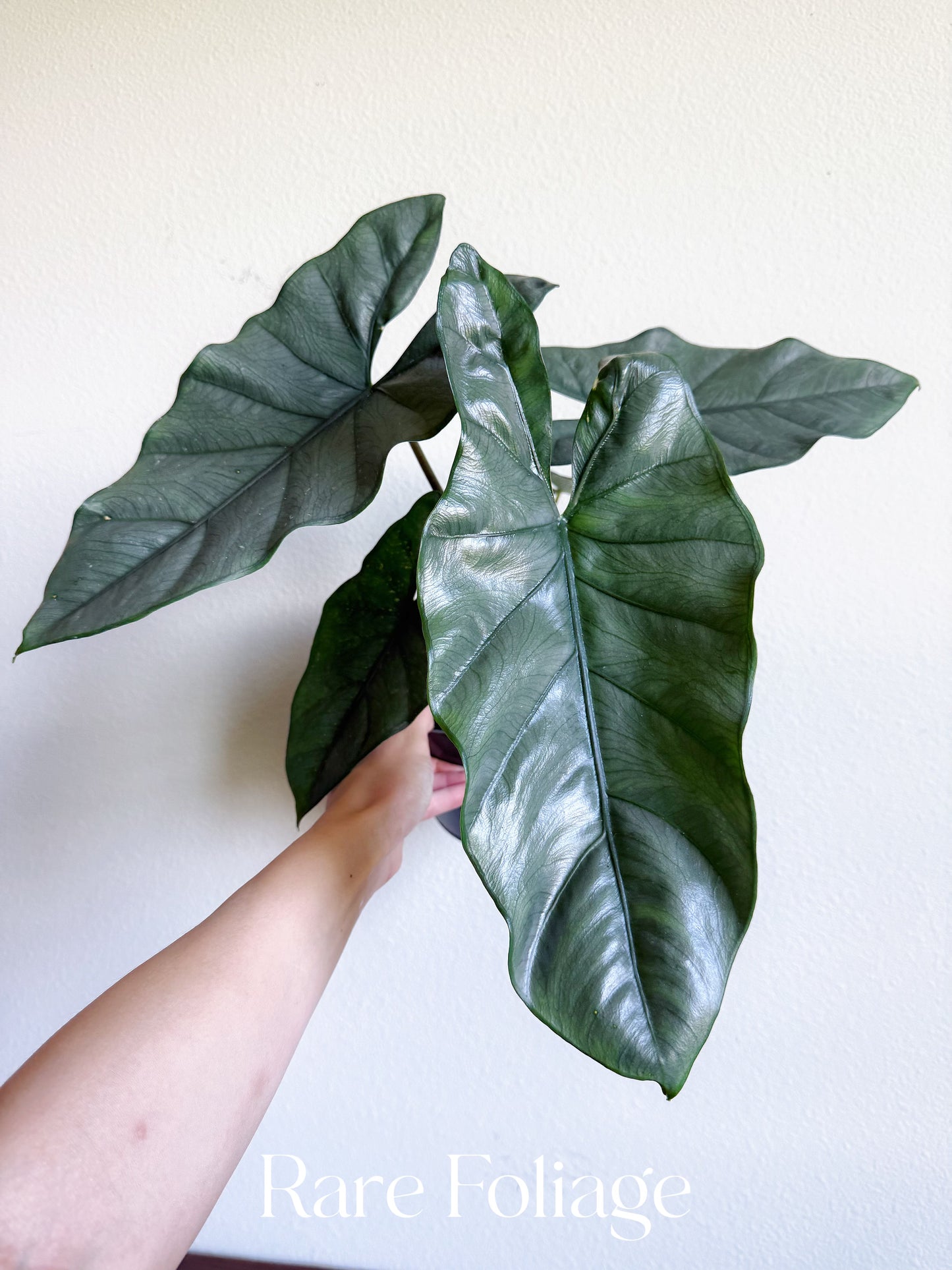 Alocasia Corozon 6" Large