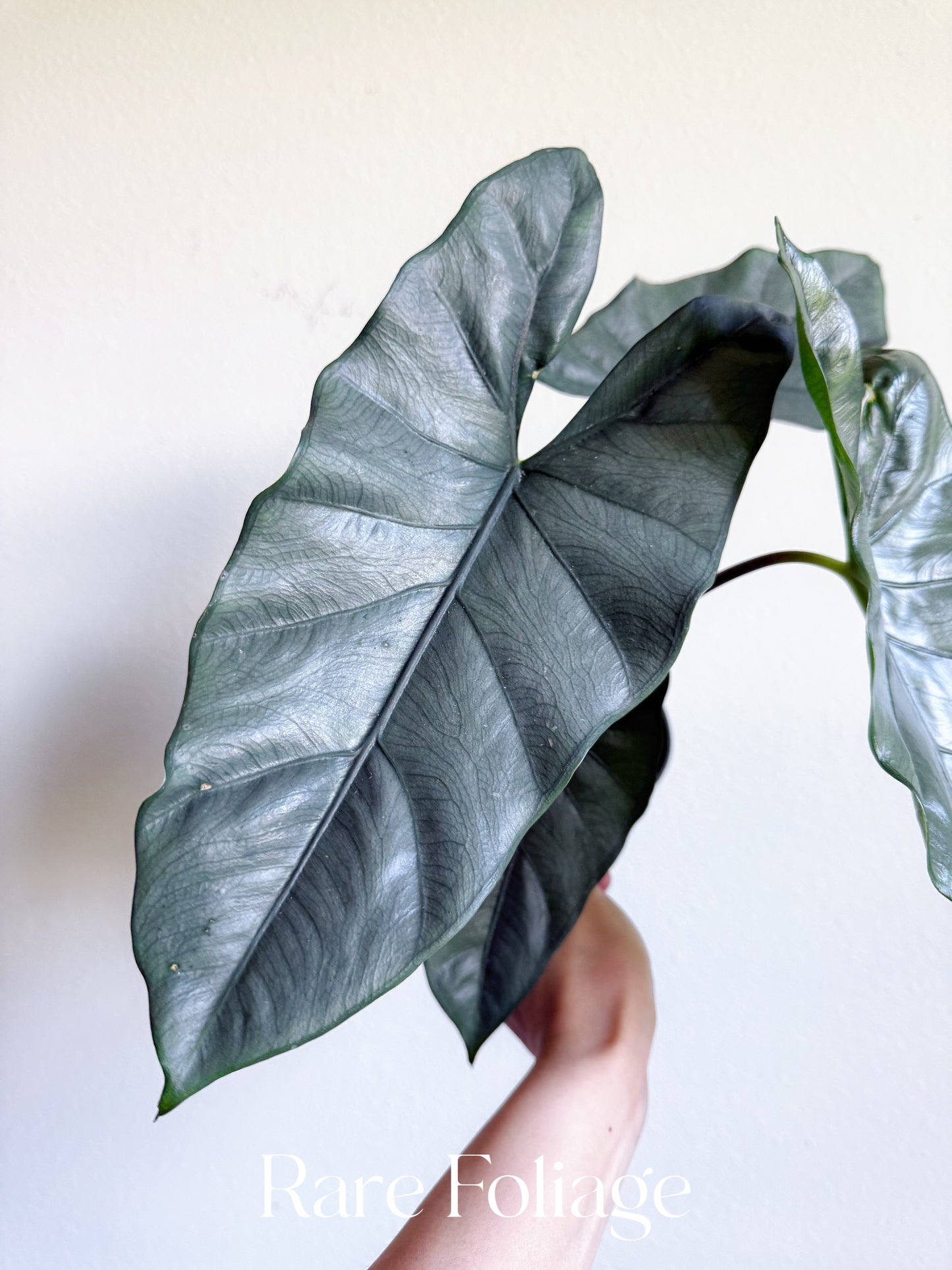 Alocasia Corozon 6" Large
