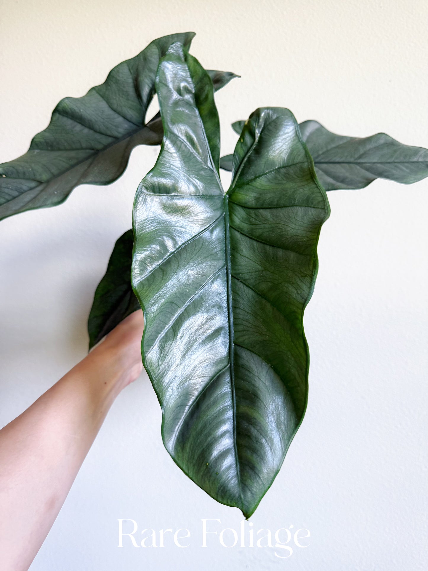 Alocasia Corozon 6" Large