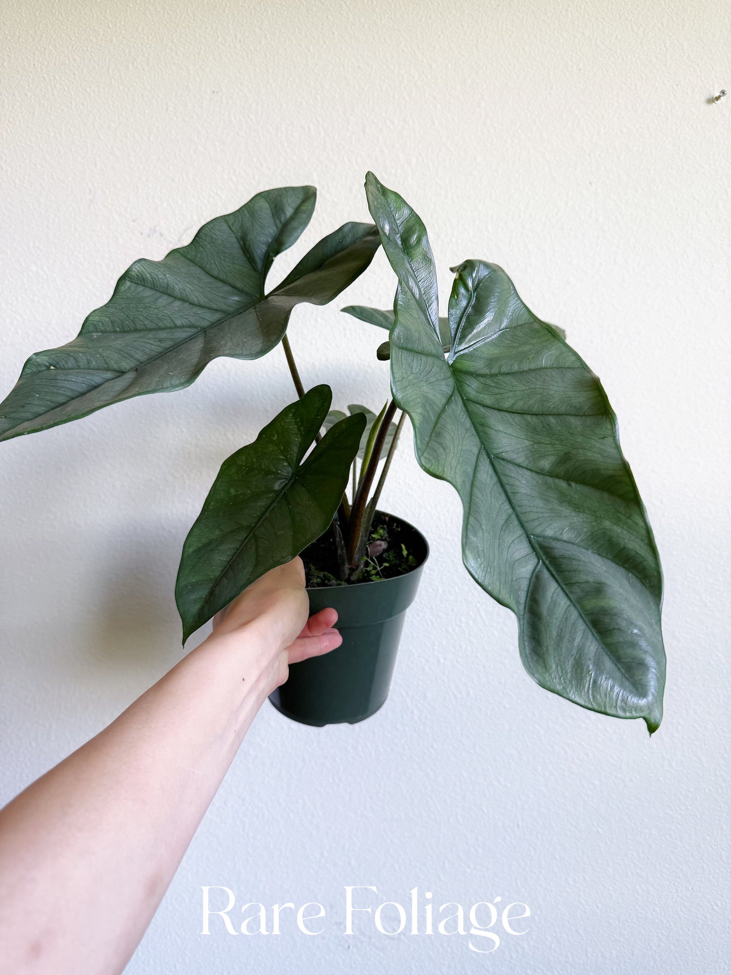 Alocasia Corozon 6" Large