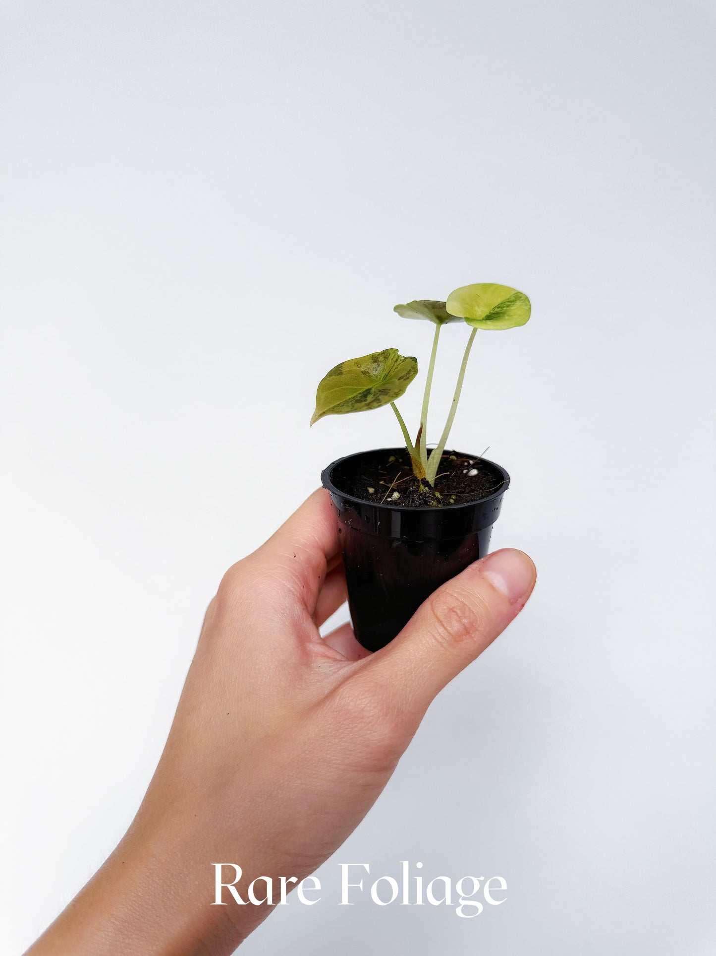 Alocasia Cuprea Latte 2” Exact Plant