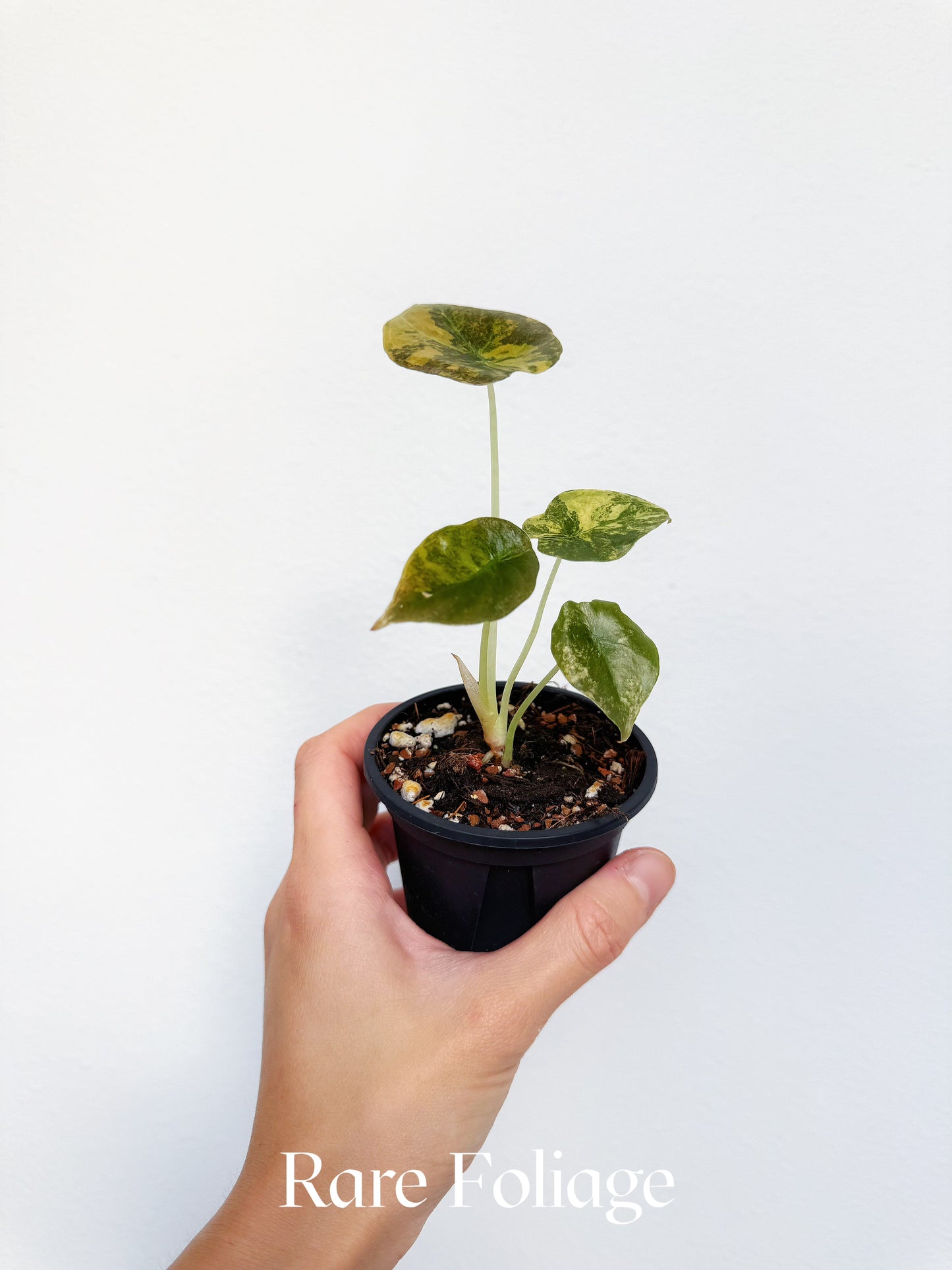 Alocasia Cuprea Latte Variegated 3" Exact Plant