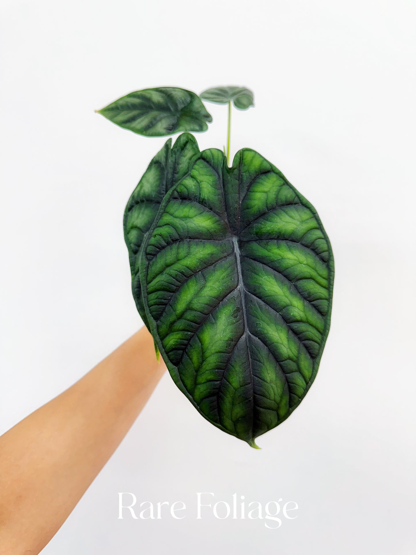 Alocasia Dragon Scale 4"