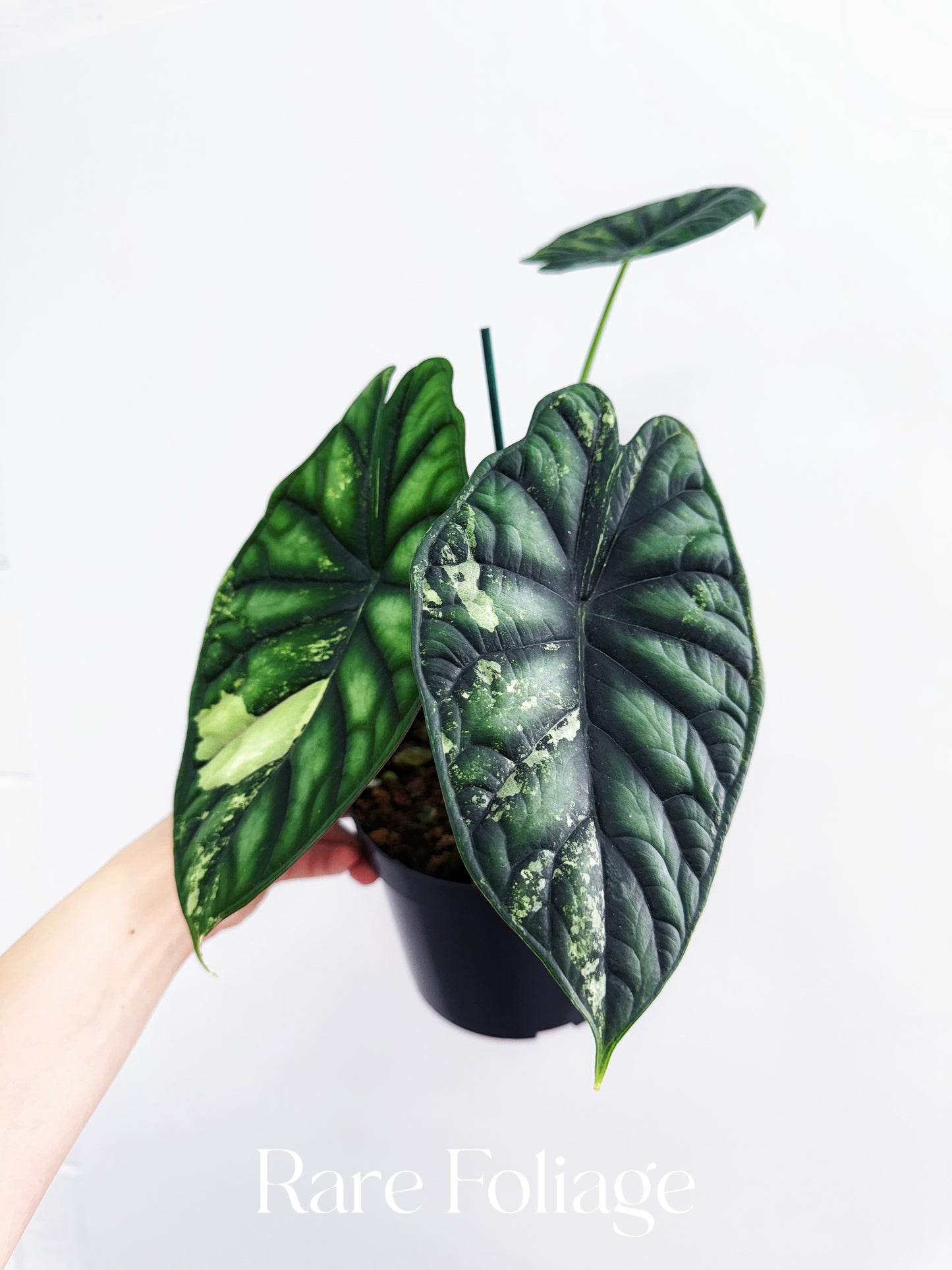 Alocasia Dragon Scale Variegated 4” Low Variegation