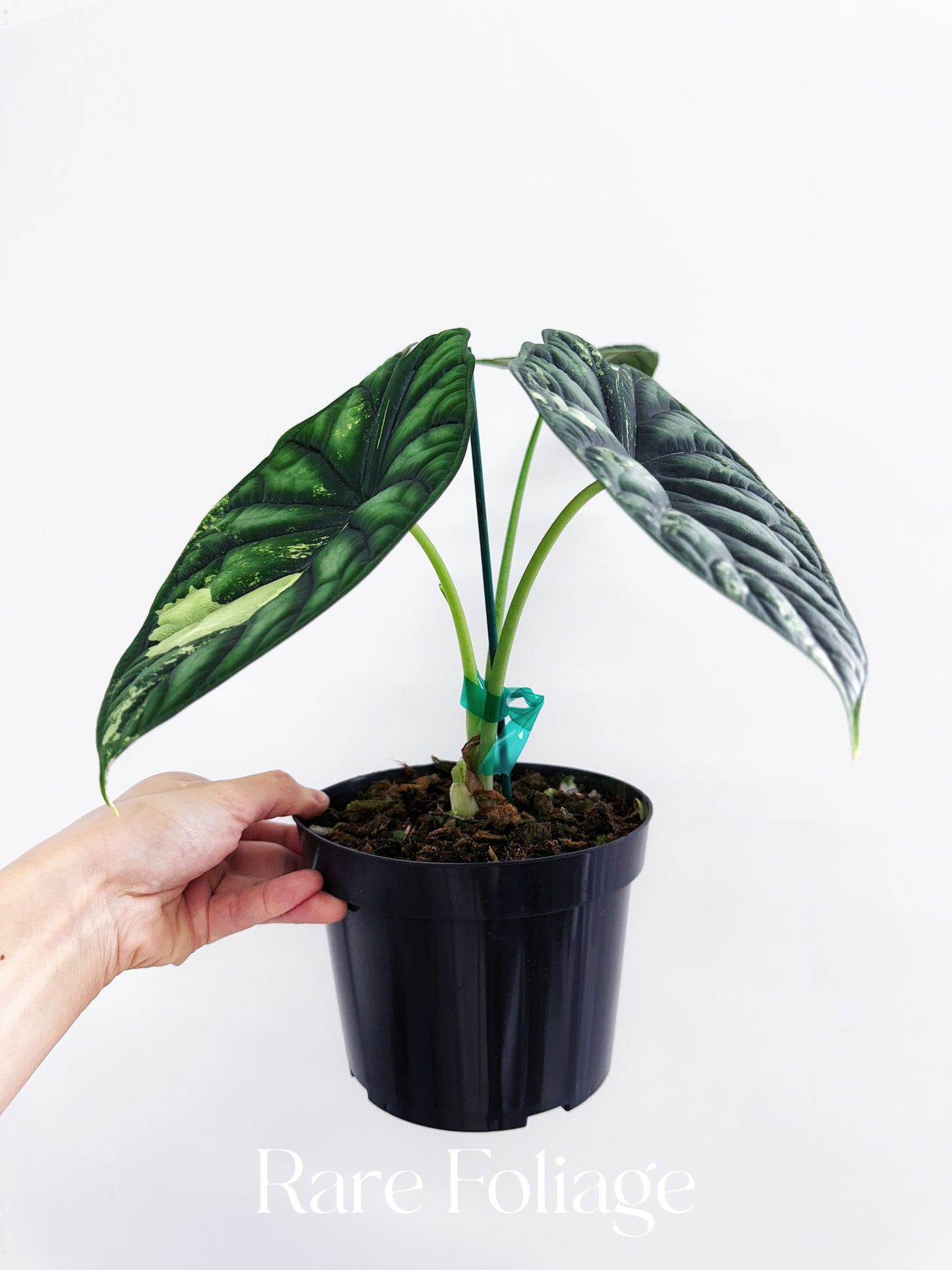 Alocasia Dragon Scale Variegated 4” Low Variegation
