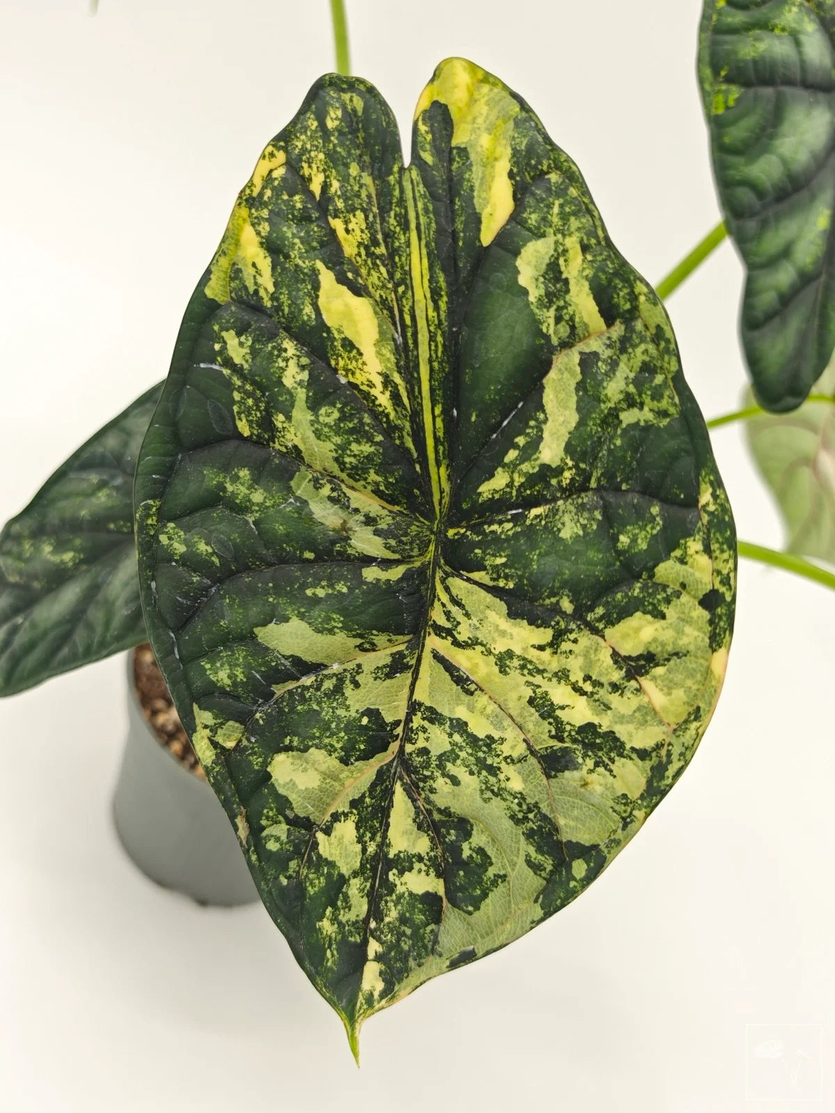 Alocasia Dragon Scale Aurea Variegated (Tissue Culture） – Rare