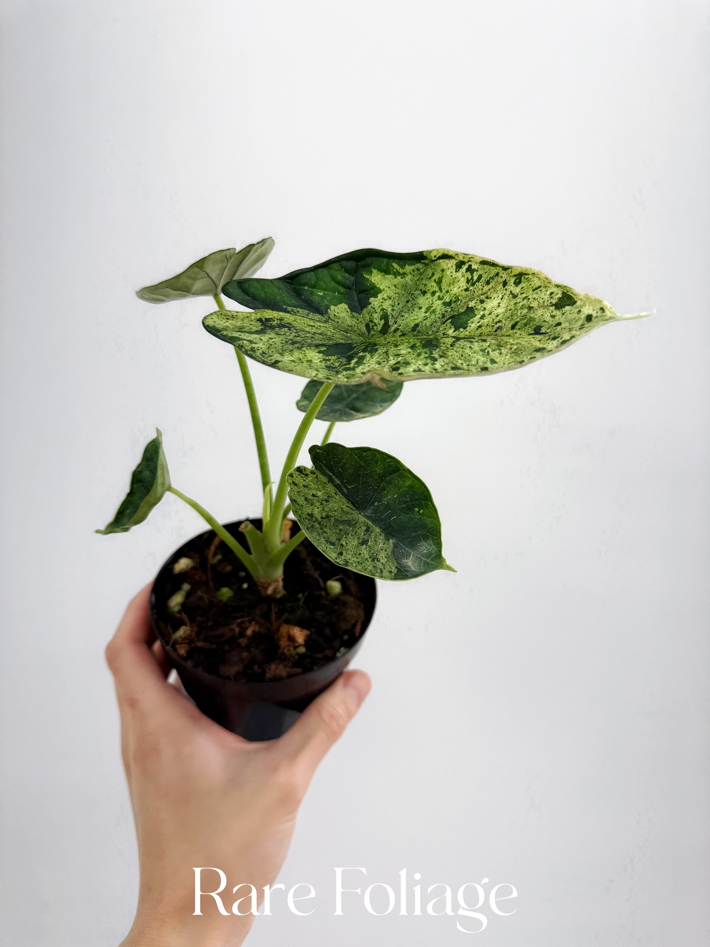 Alocasia Dragon Scale Mint 4"