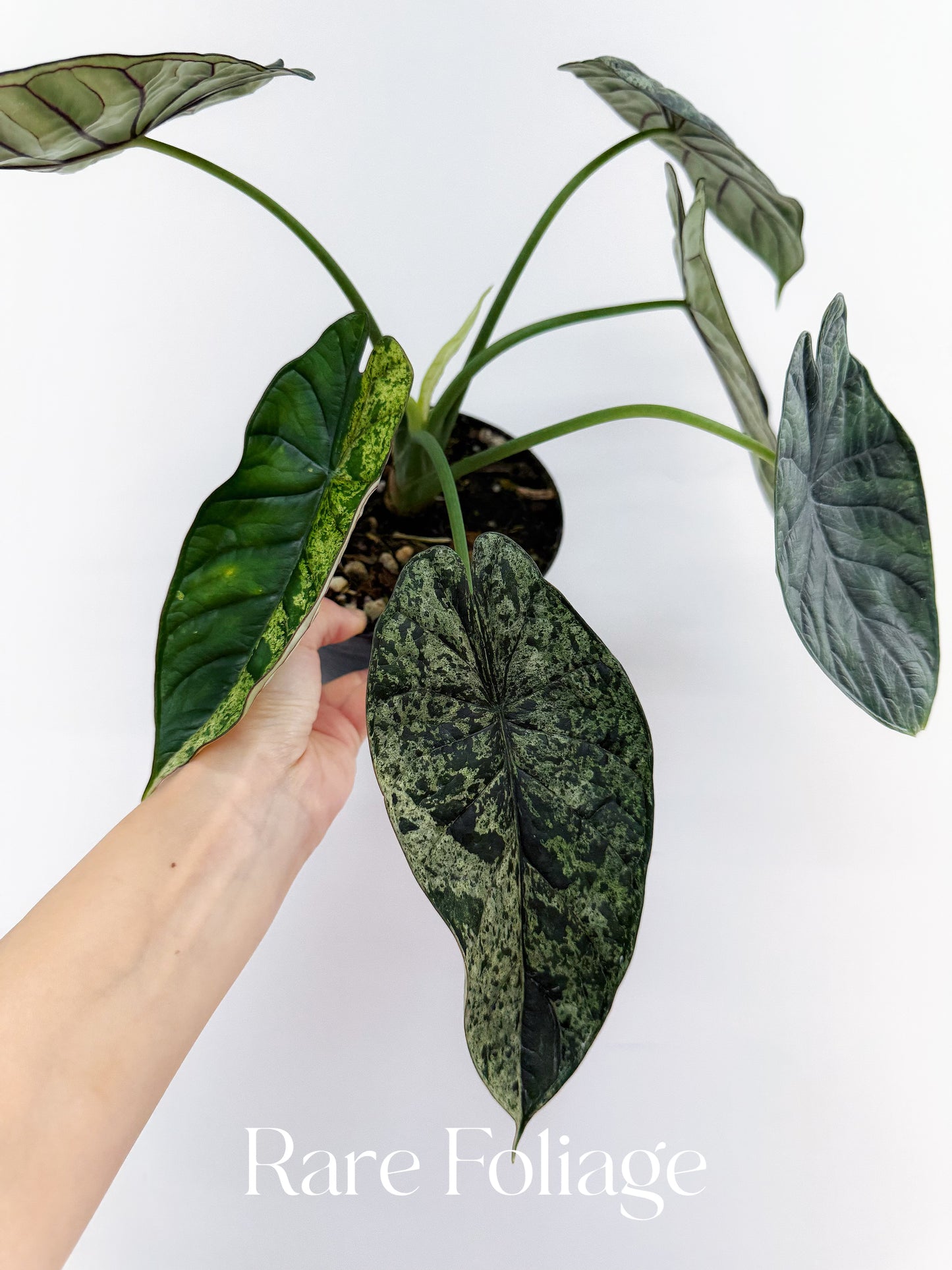 Alocasia Dragon Scale Mint Variegated 6”