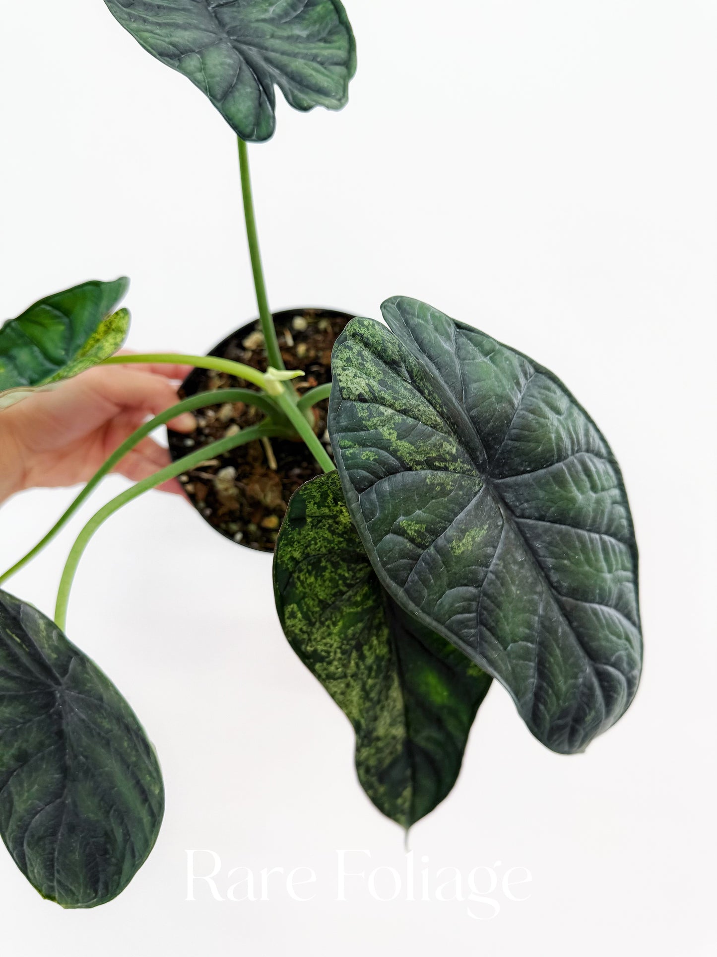 Alocasia Dragon Scale Mint Variegated 6”