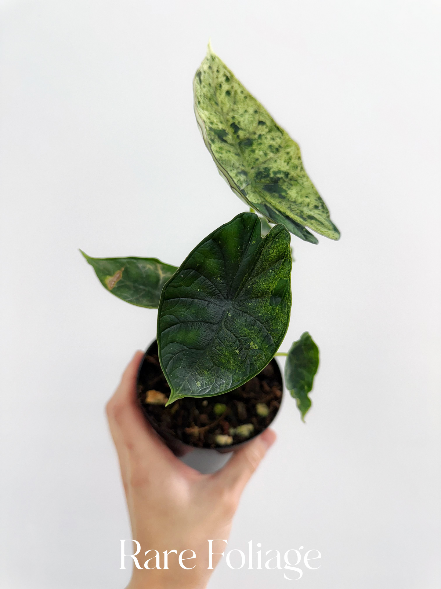 Alocasia Dragon Scale Mint 4"
