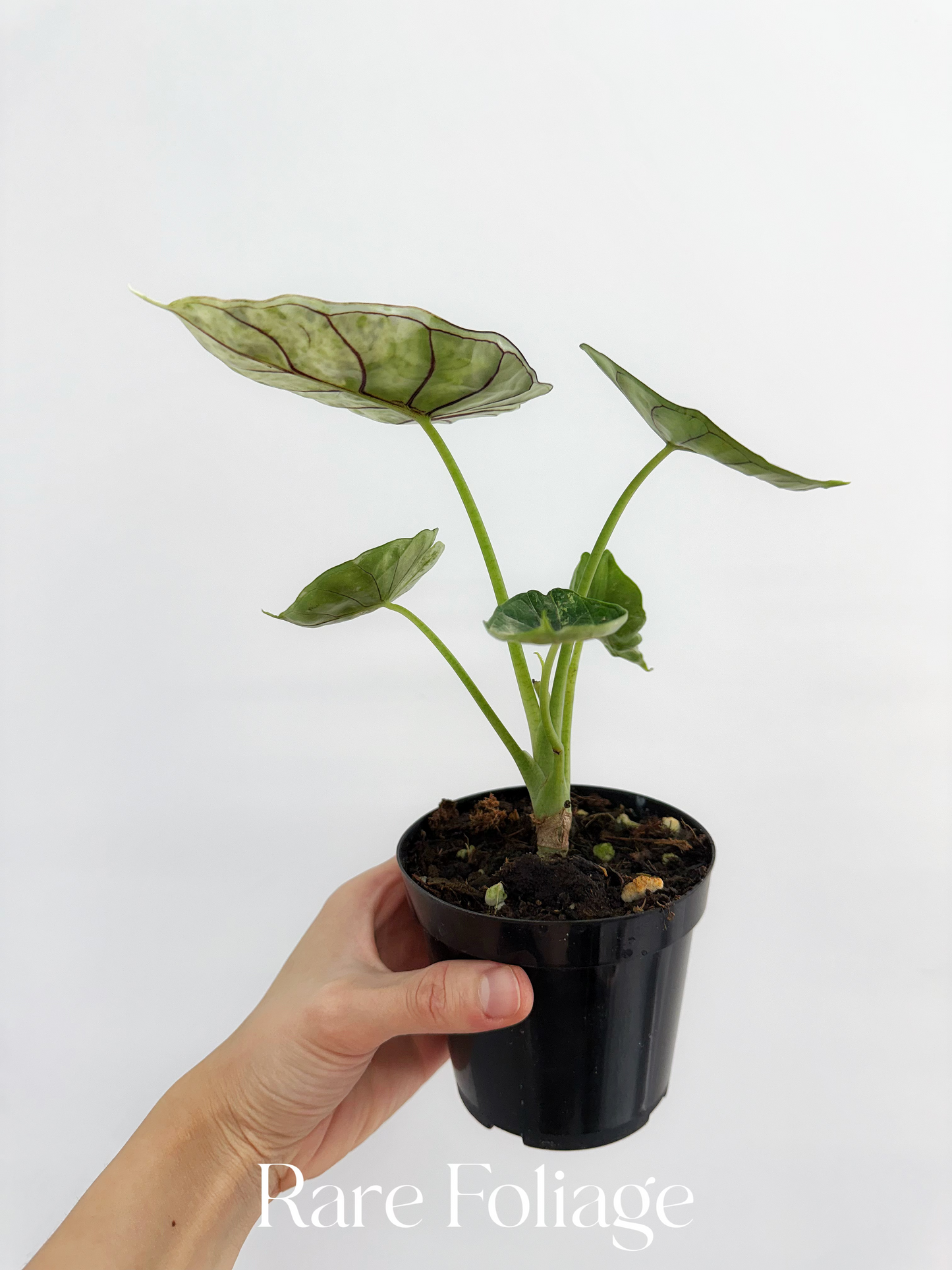 Alocasia Dragon Scale Mint 4"