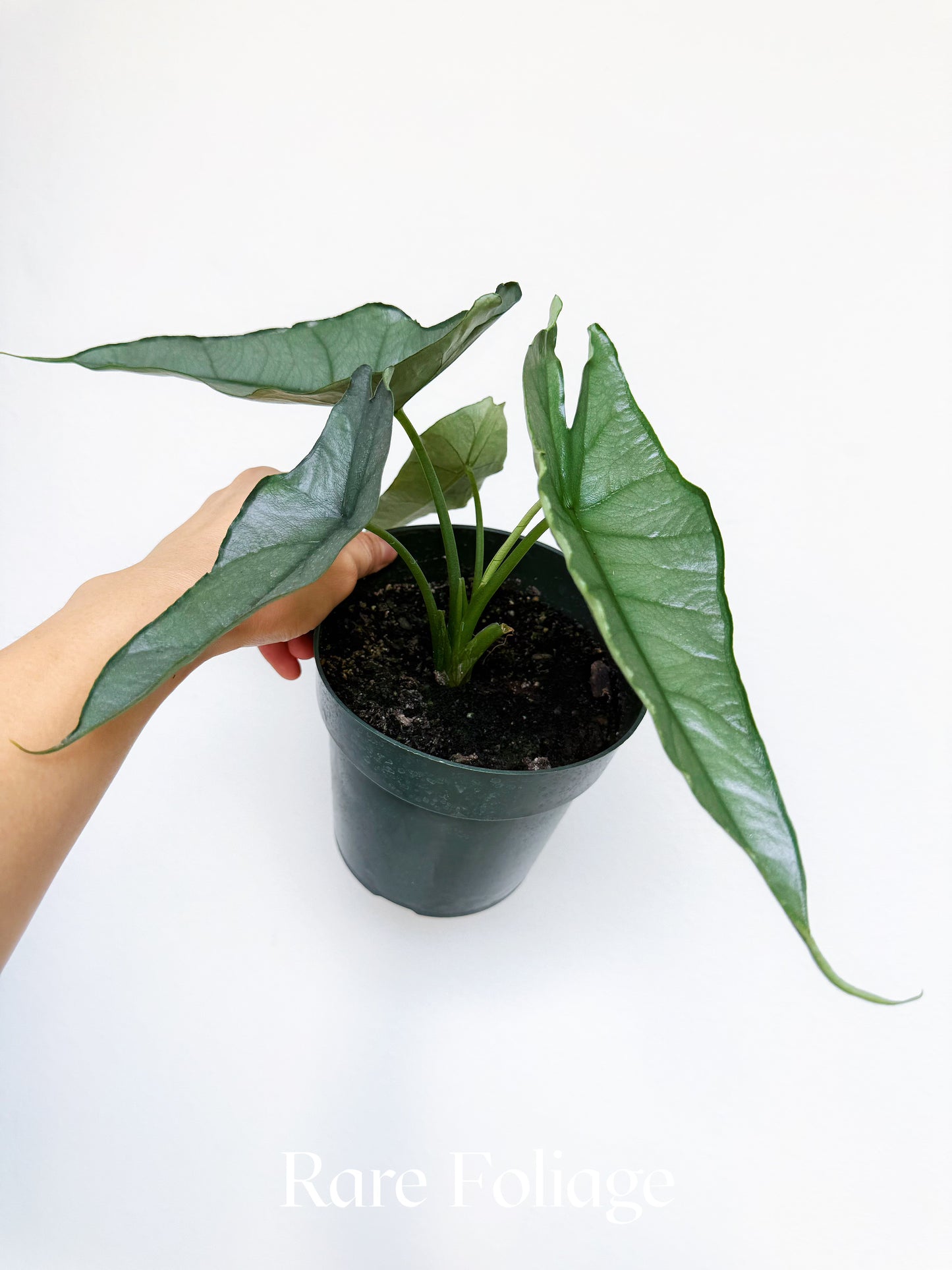 Alocasia Dragon’s Breath 6”