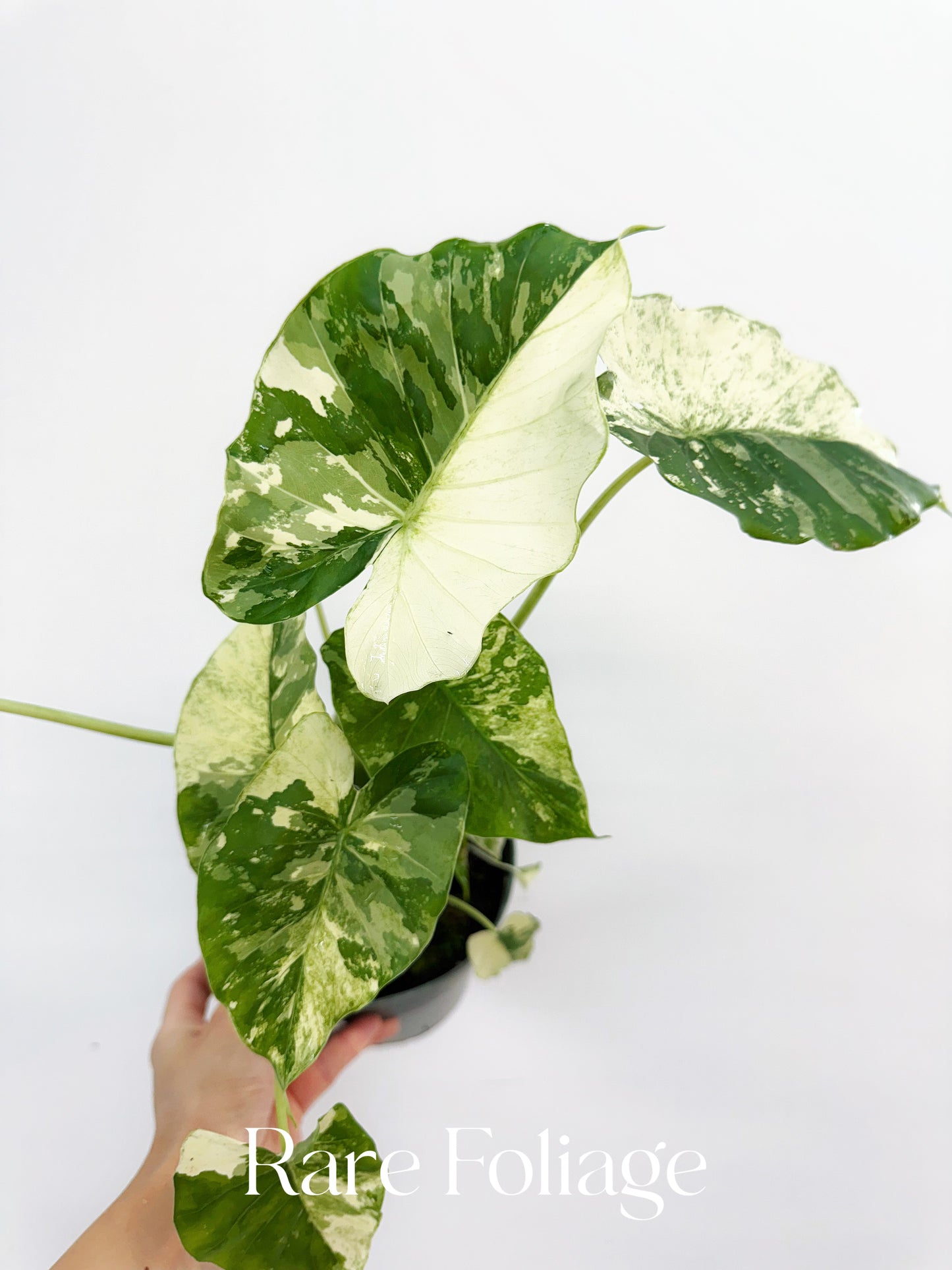 Alocasia Gageana Albo 6” Mother Plant