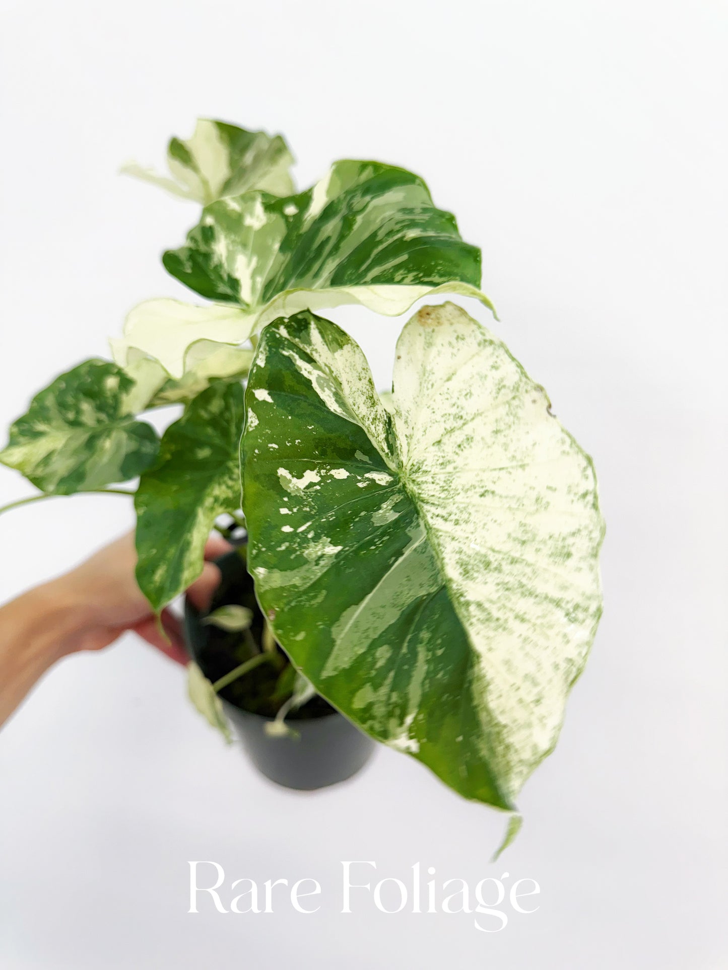 Alocasia Gageana Albo 6” Mother Plant