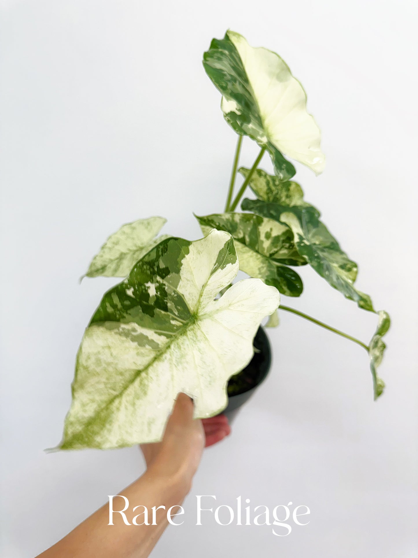 Alocasia Gageana Albo 6” Mother Plant