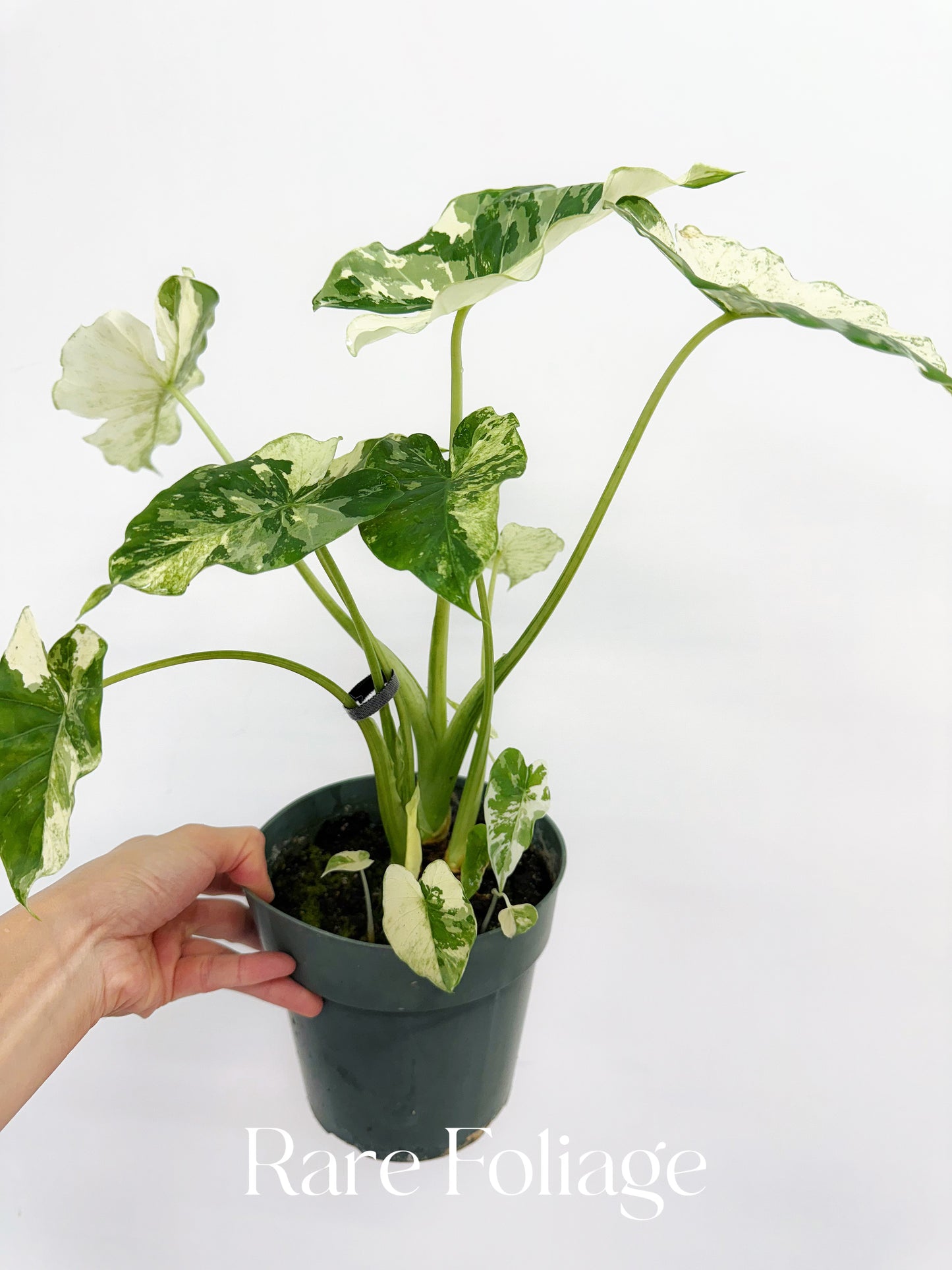 Alocasia Gageana Albo 6” Mother Plant