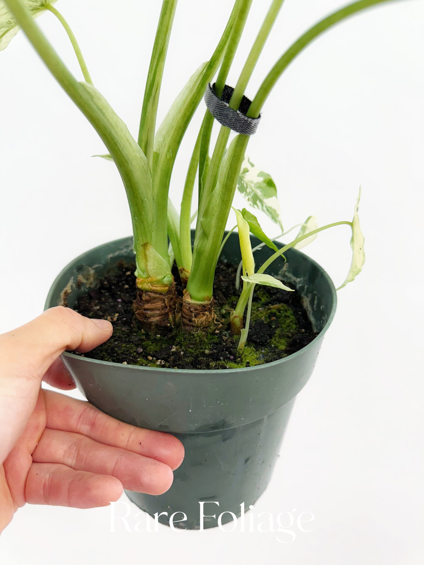 Alocasia Gageana Albo 6” Mother Plant