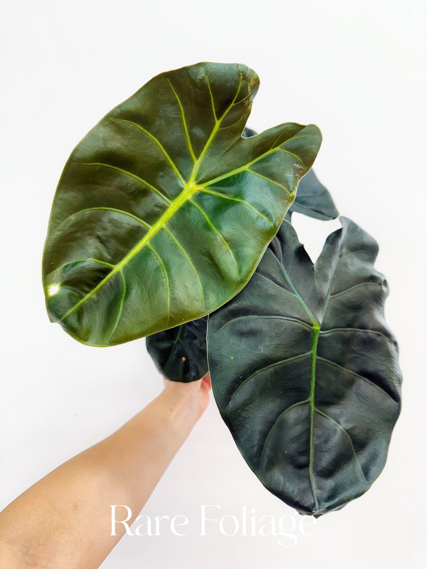 Alocasia Golden Bone 6" Large