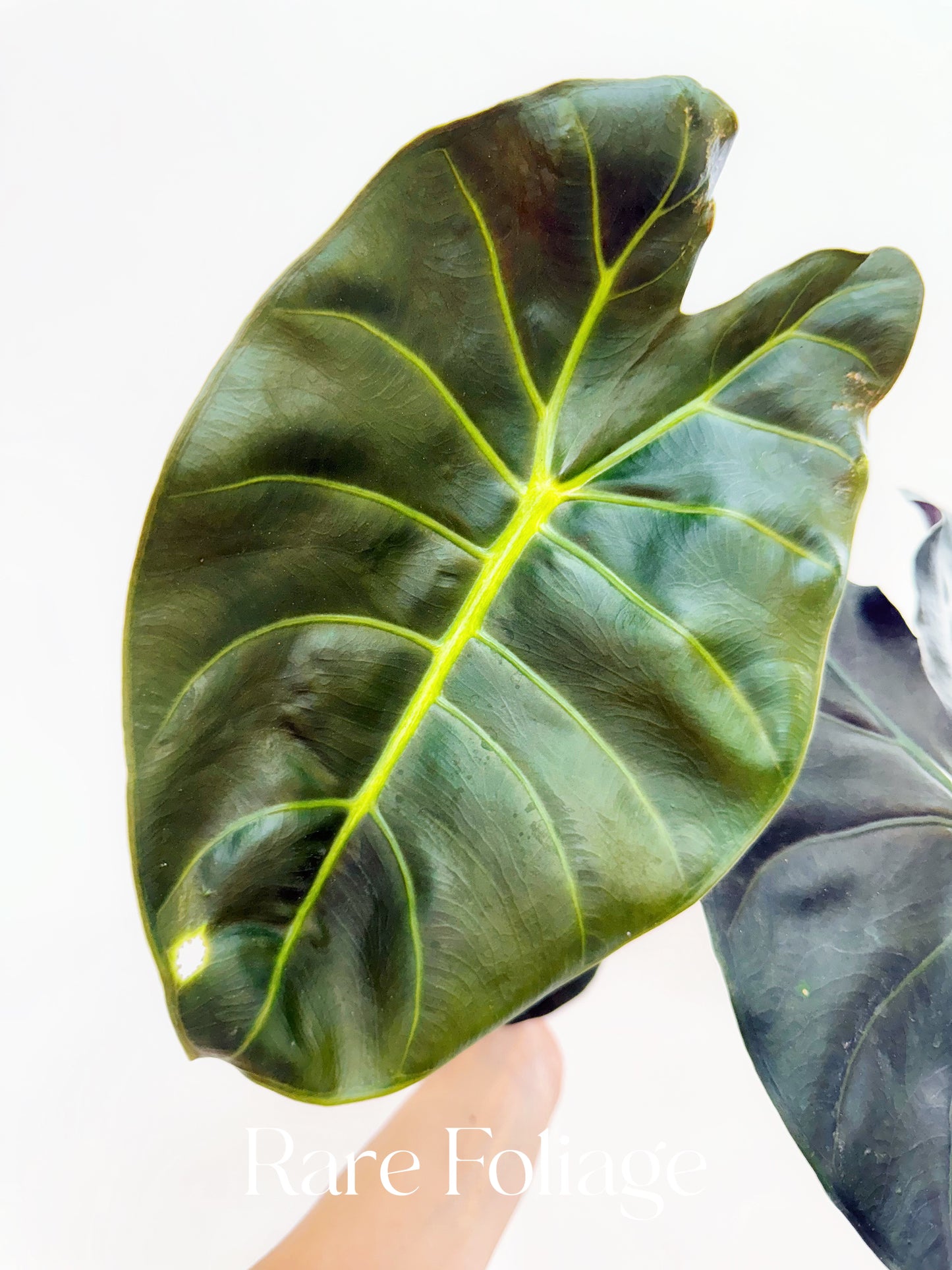 Alocasia Golden Bone 6" Large