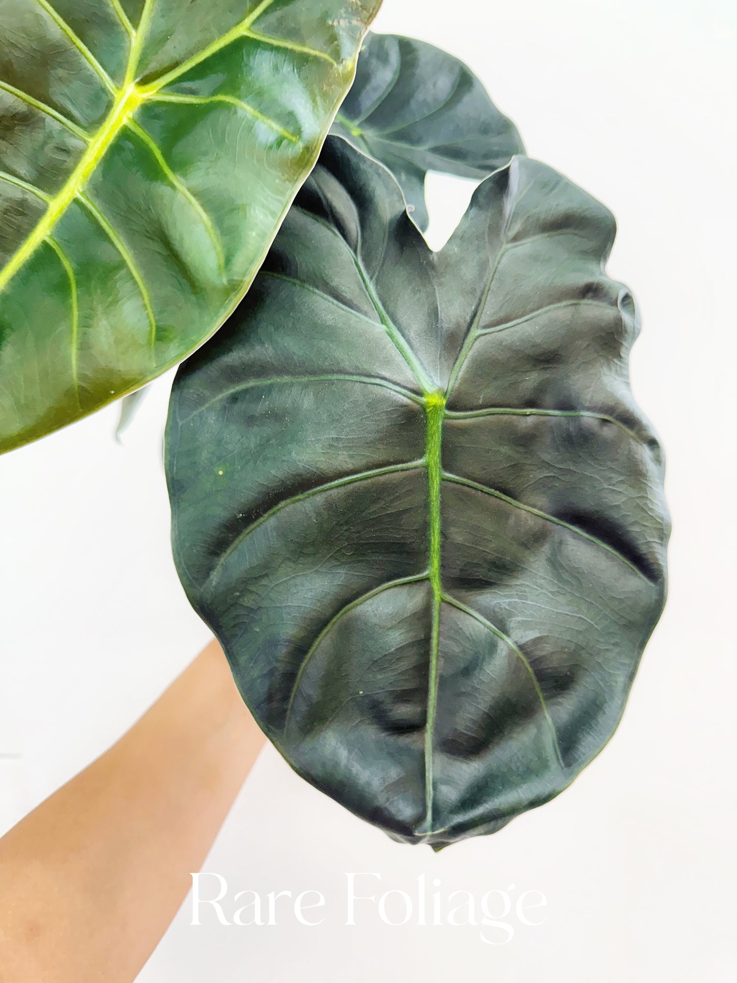 Alocasia Golden Bone 6" Large