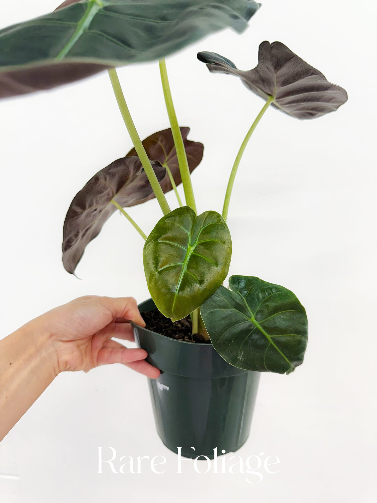 Alocasia Golden Bone 6" Large