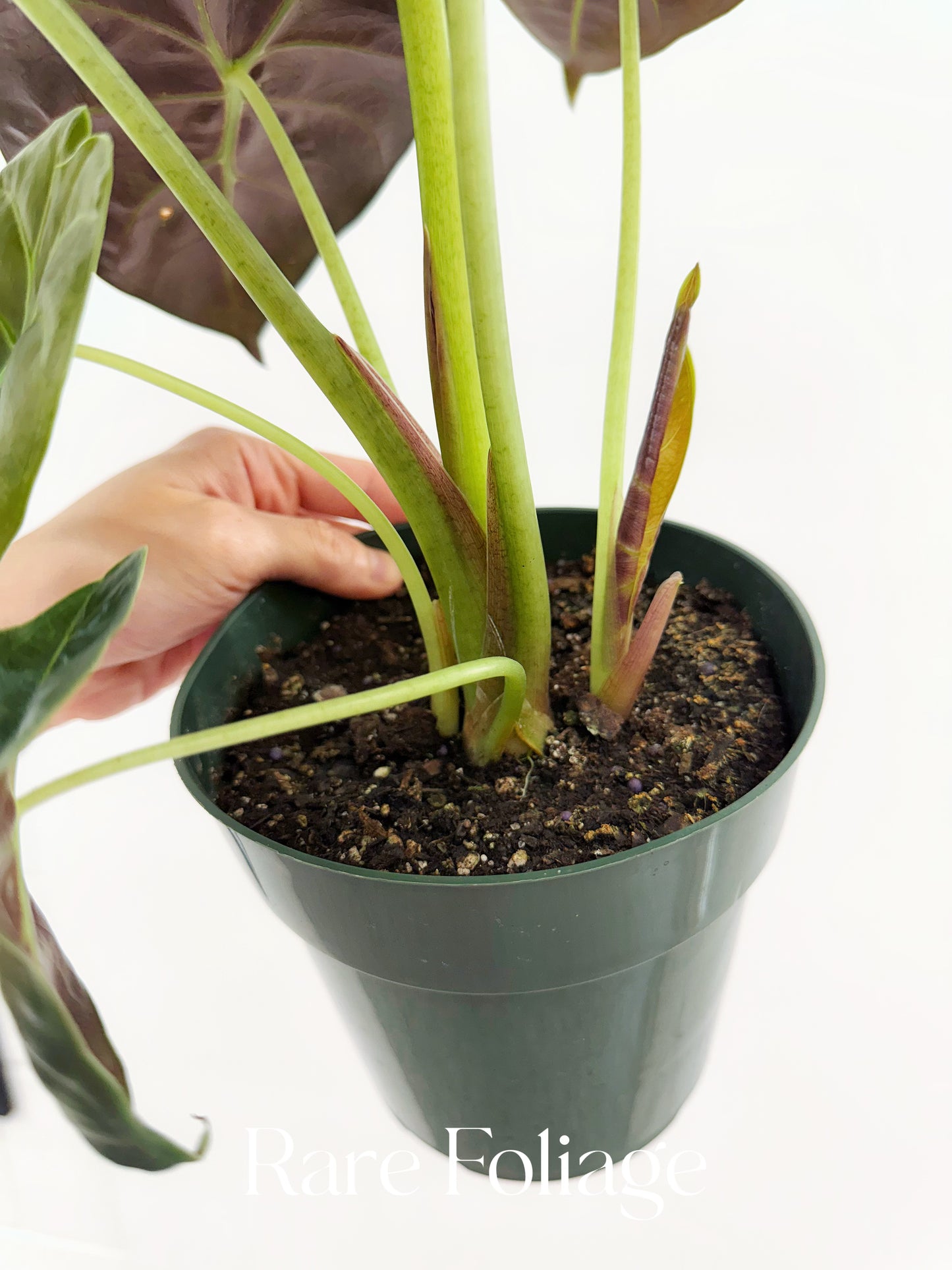 Alocasia Golden Bone 6" Large