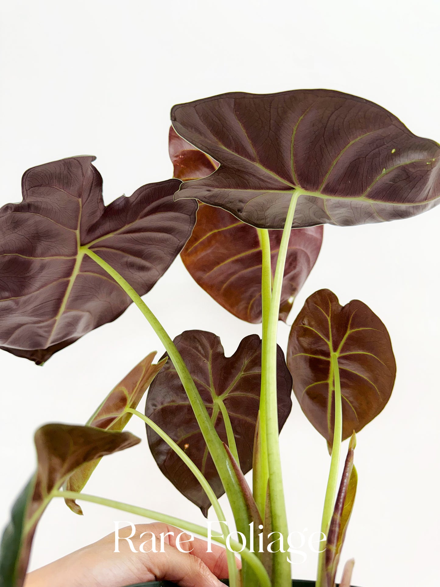 Alocasia Golden Bone 6" Large