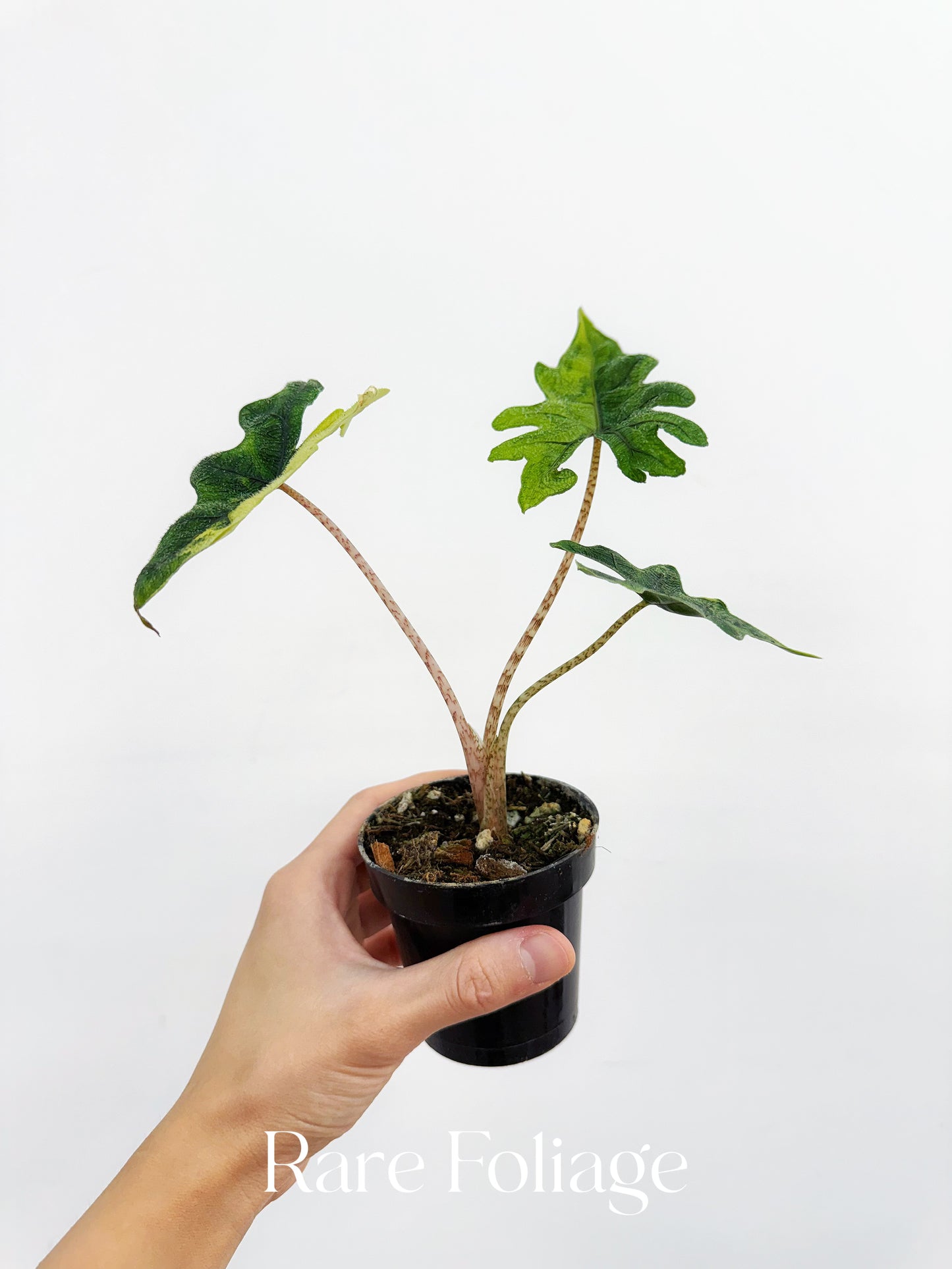 Alocasia Jacklyn Variegated 3”