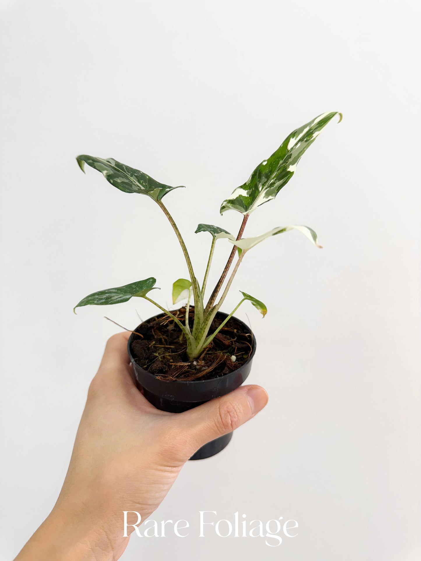 Alocasia Lauterbachiana Albo Variegated 3”