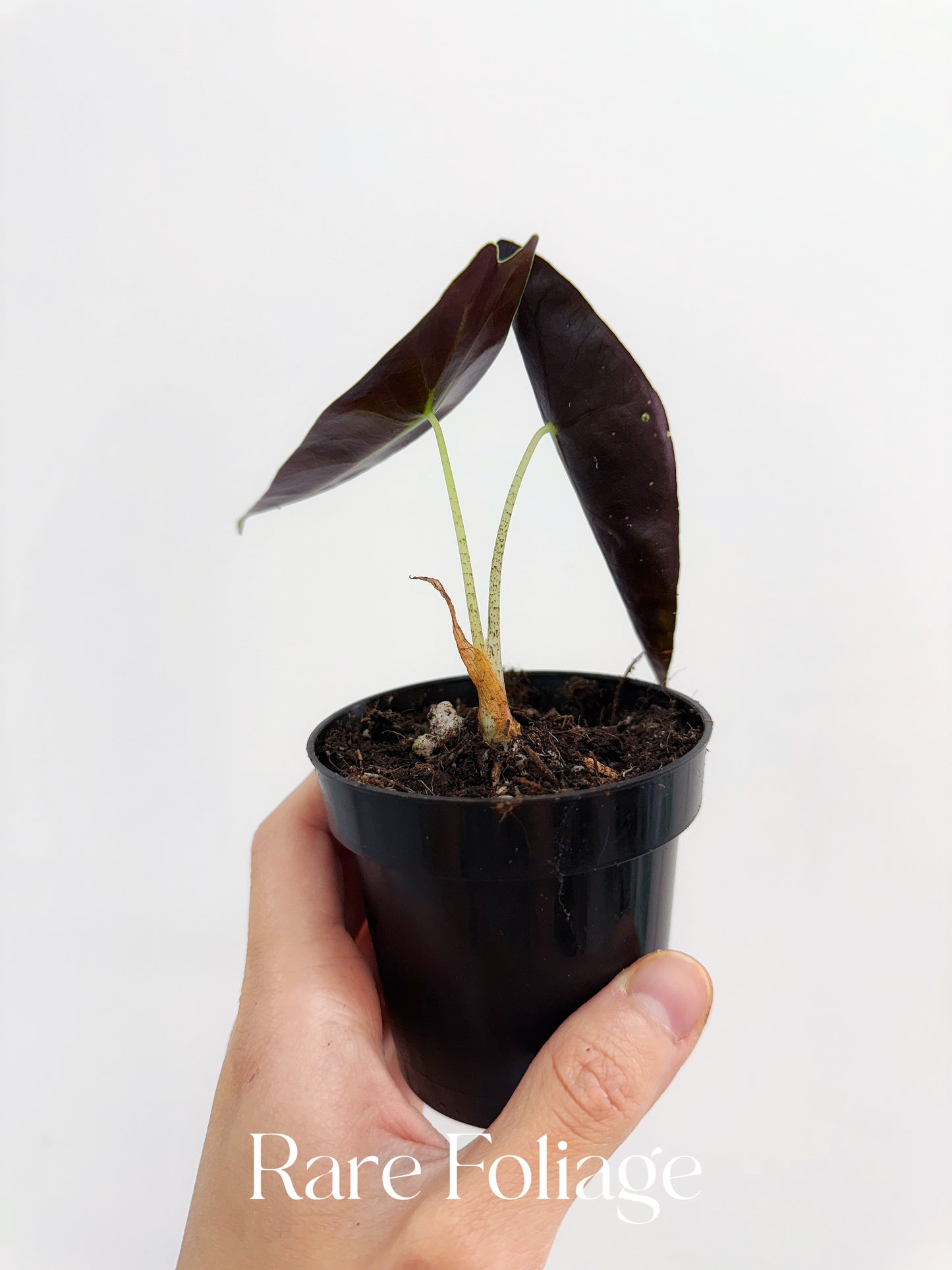 Alocasia Longiloba Purple 3”
