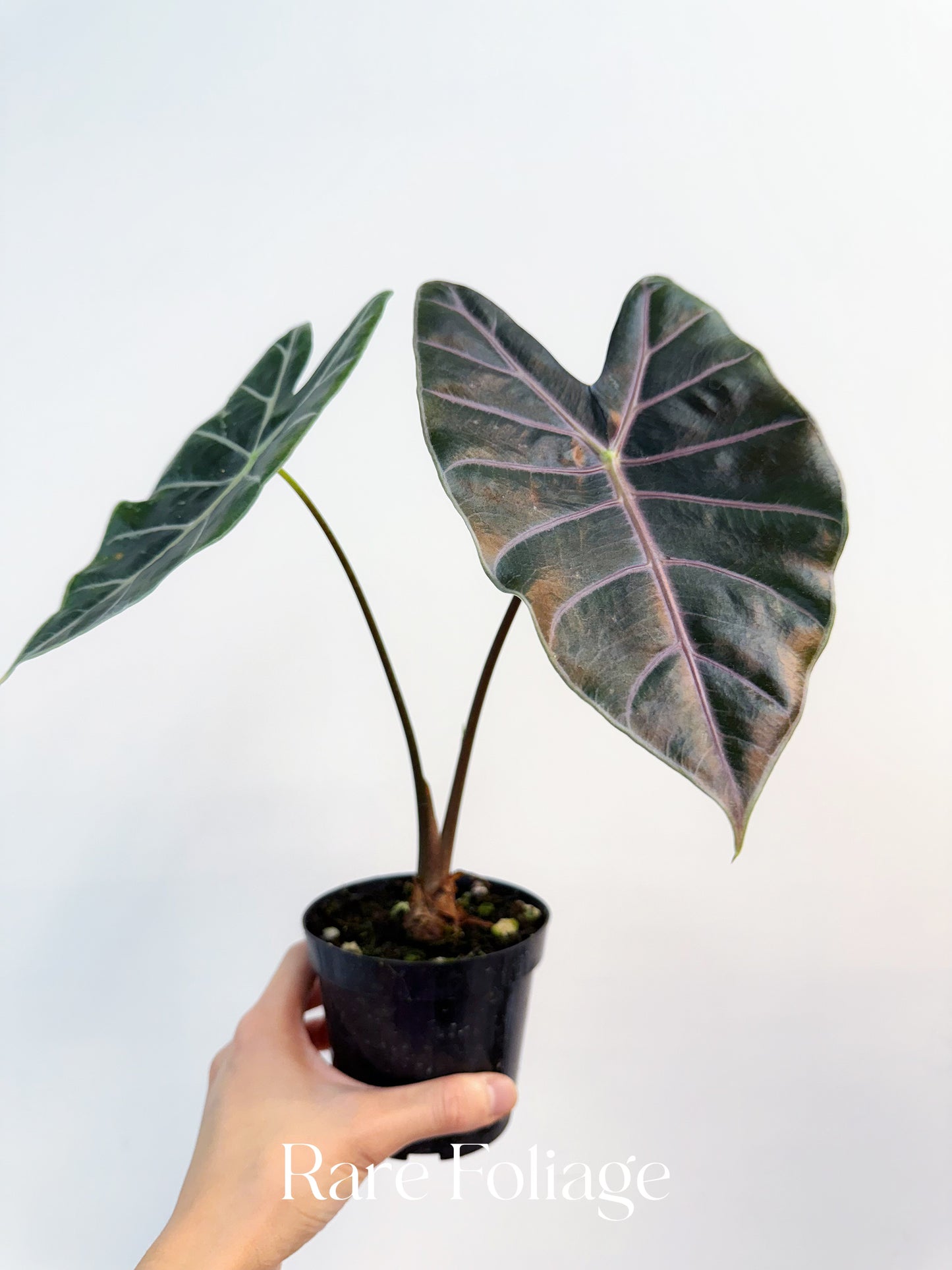 Alocasia Longiloba Suhirmaniana Purple Vein 4"