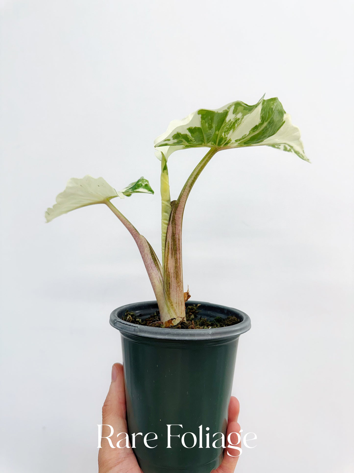 Alocasia Low Rider Albo Variegated 4” Exact Plant