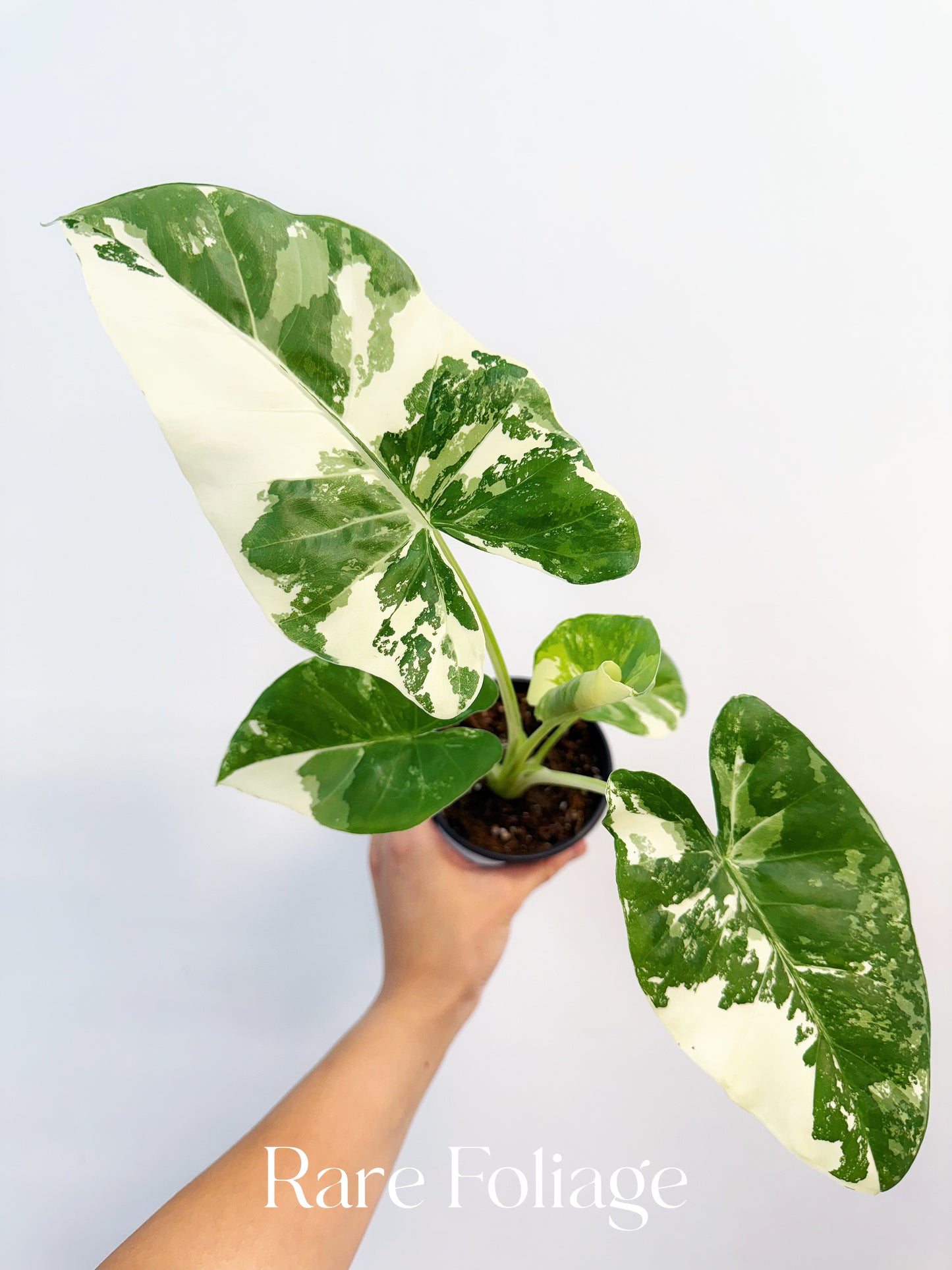 Alocasia Macrorrhiza ‘Appaloosa Gold’ 4”