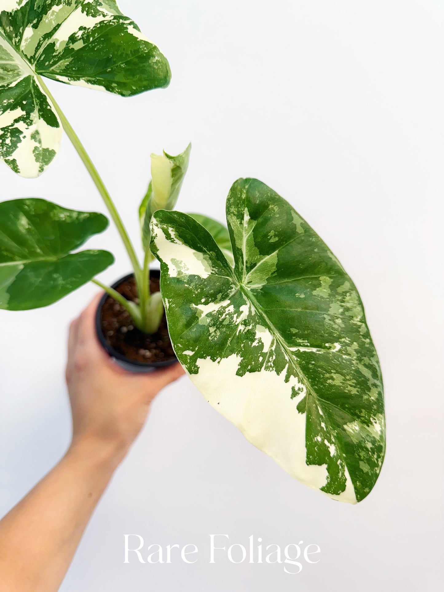 Alocasia Macrorrhiza ‘Appaloosa Gold’ 4”