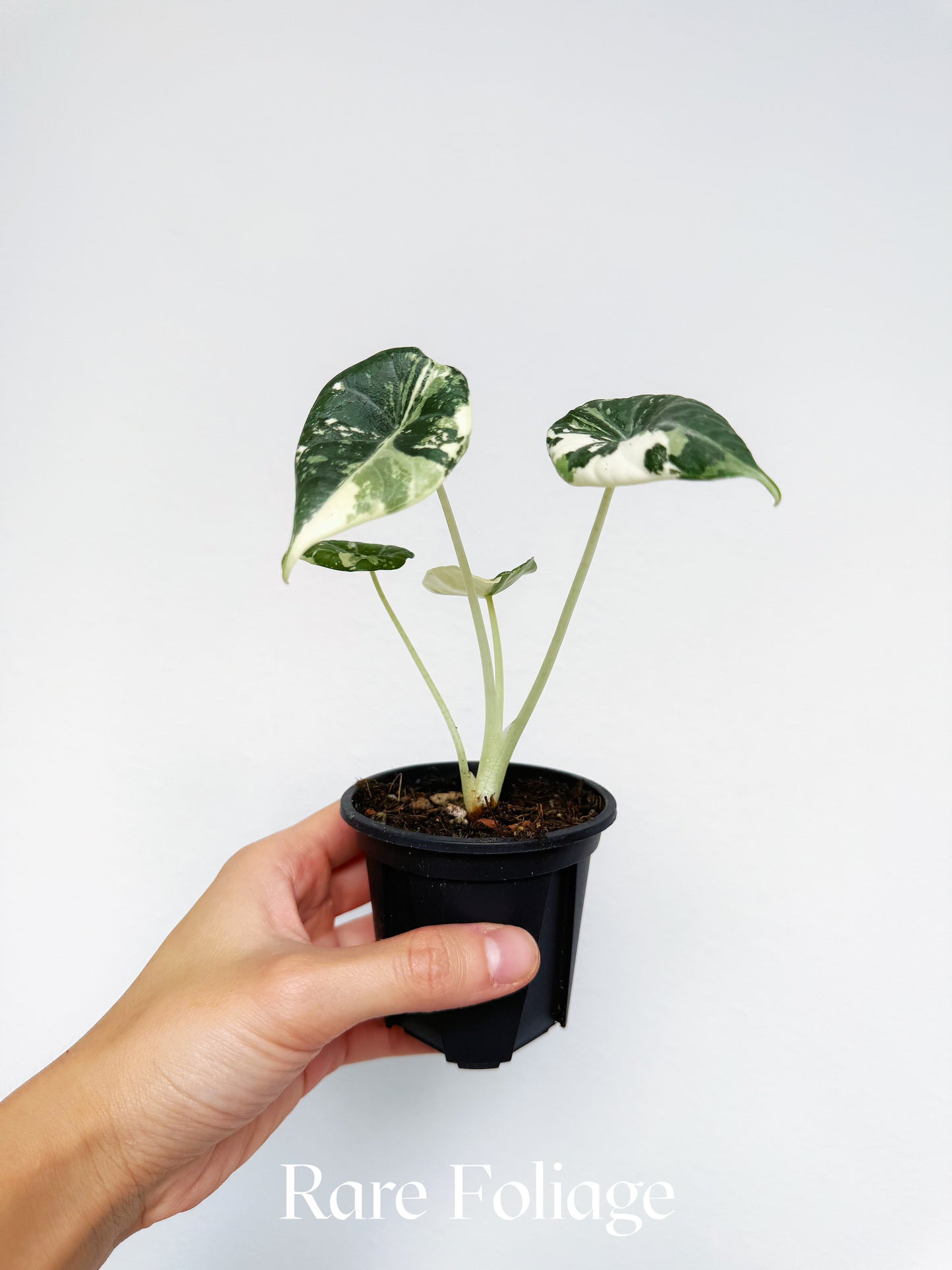 Alocasia Maharani Albo Variegated 3"