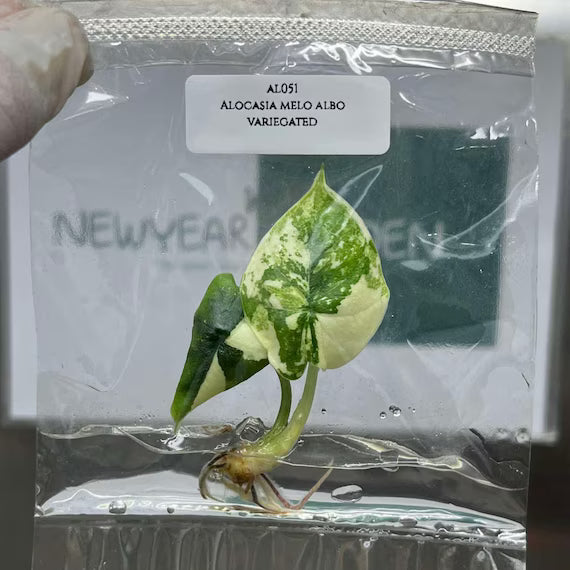 Alocasia Melo Albo Variegated (Tissue Culture )