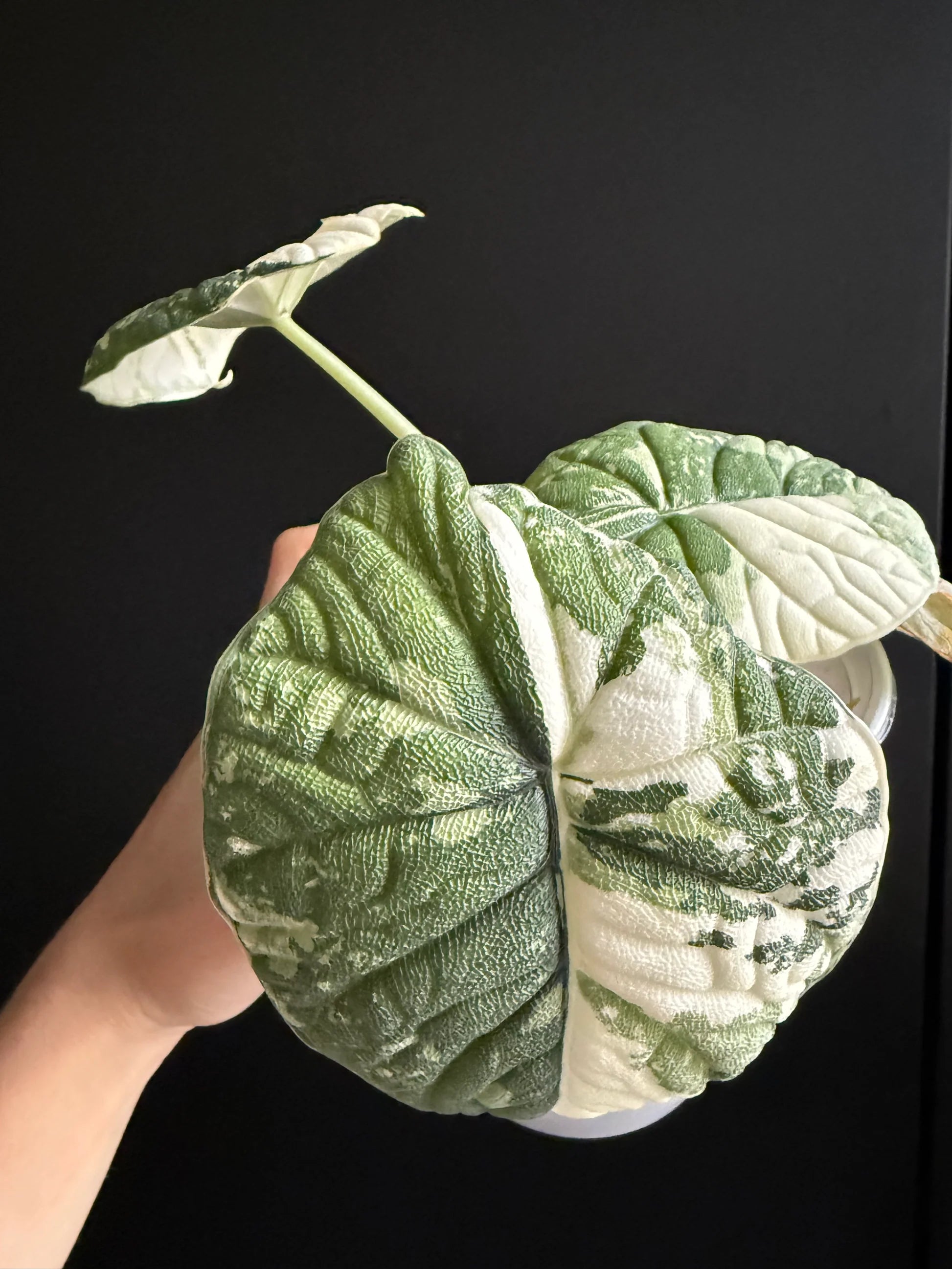 Alocasia Melo Albo Variegated (Tissue Culture ) *Preorder* Ship