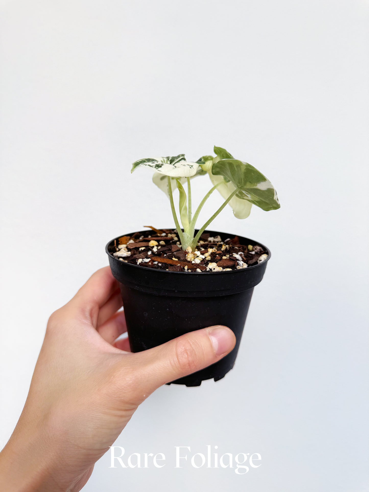 Alocasia Melo Albo Variegated 4” Exact Plant