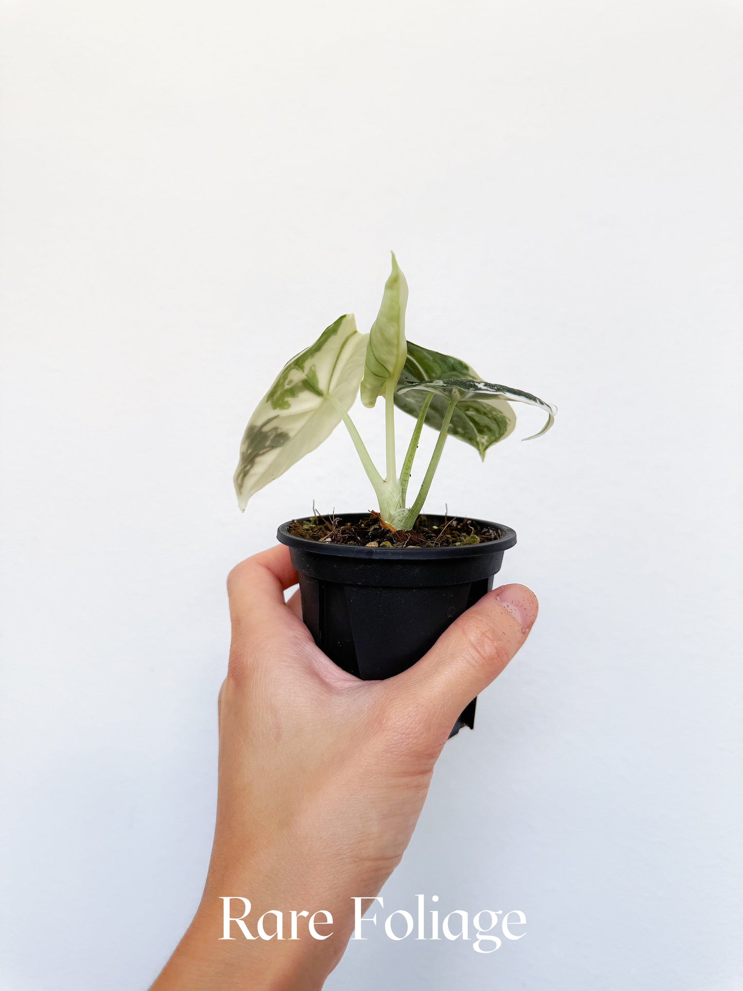 Alocasia Melo Albo Variegated 3" Exact Plant