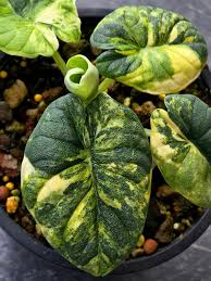 Alocasia Melo Aurea Variegated (Tissue Culture） – Rare Foliage