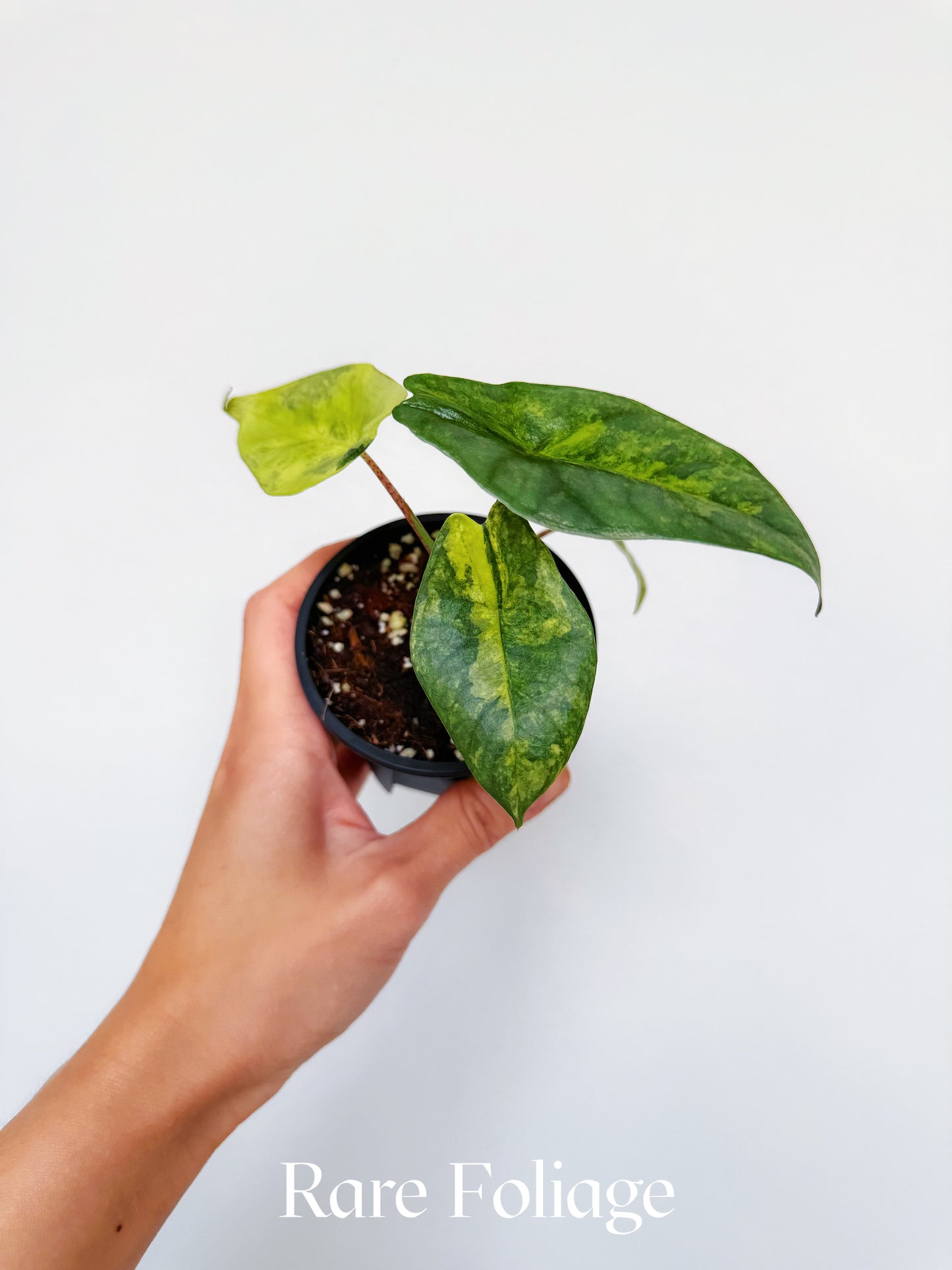 Alocasia Metallic Blue Aurea Variegated 3”