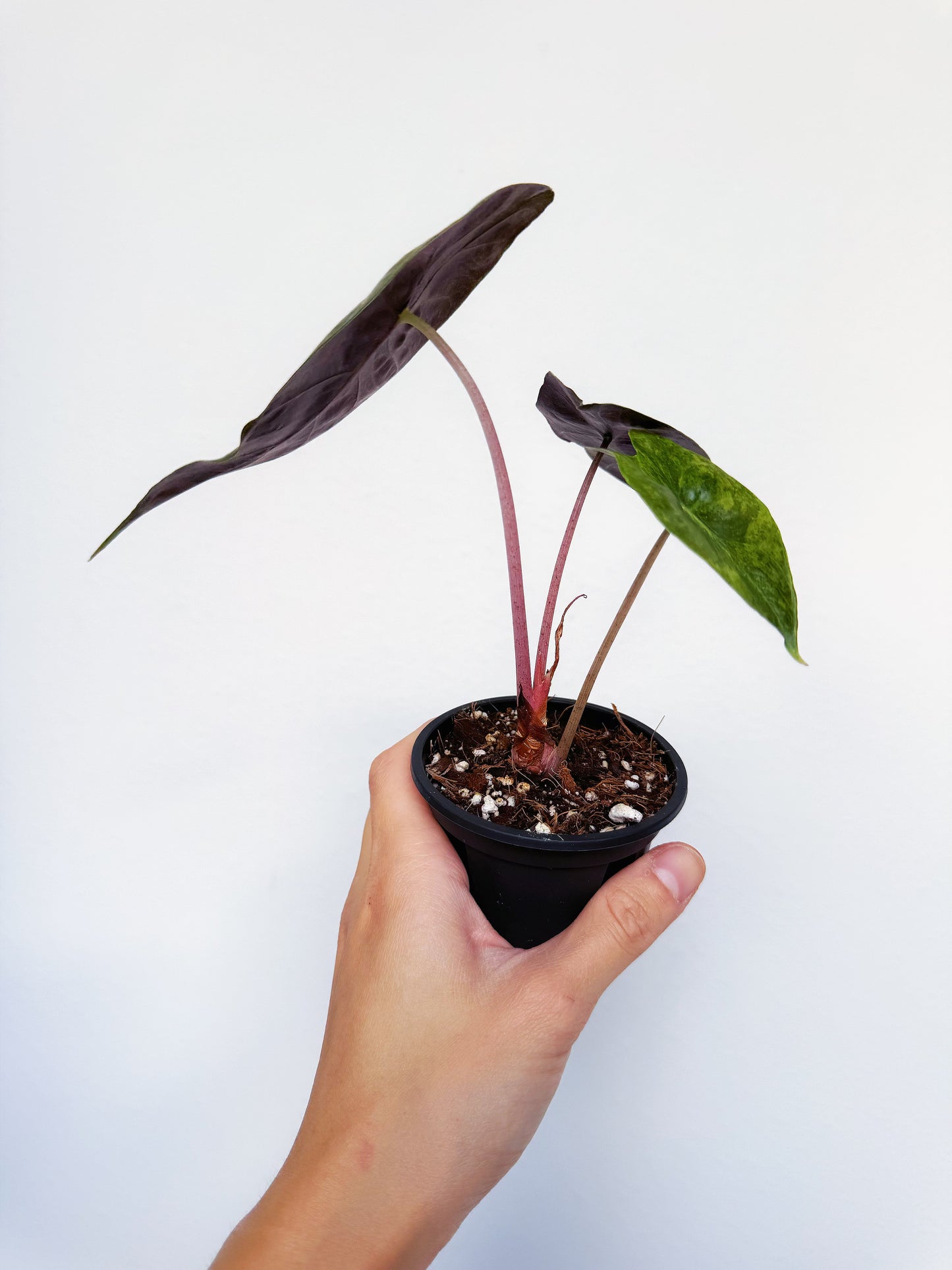 Alocasia Nairobi Night Aurea Variegated 3”
