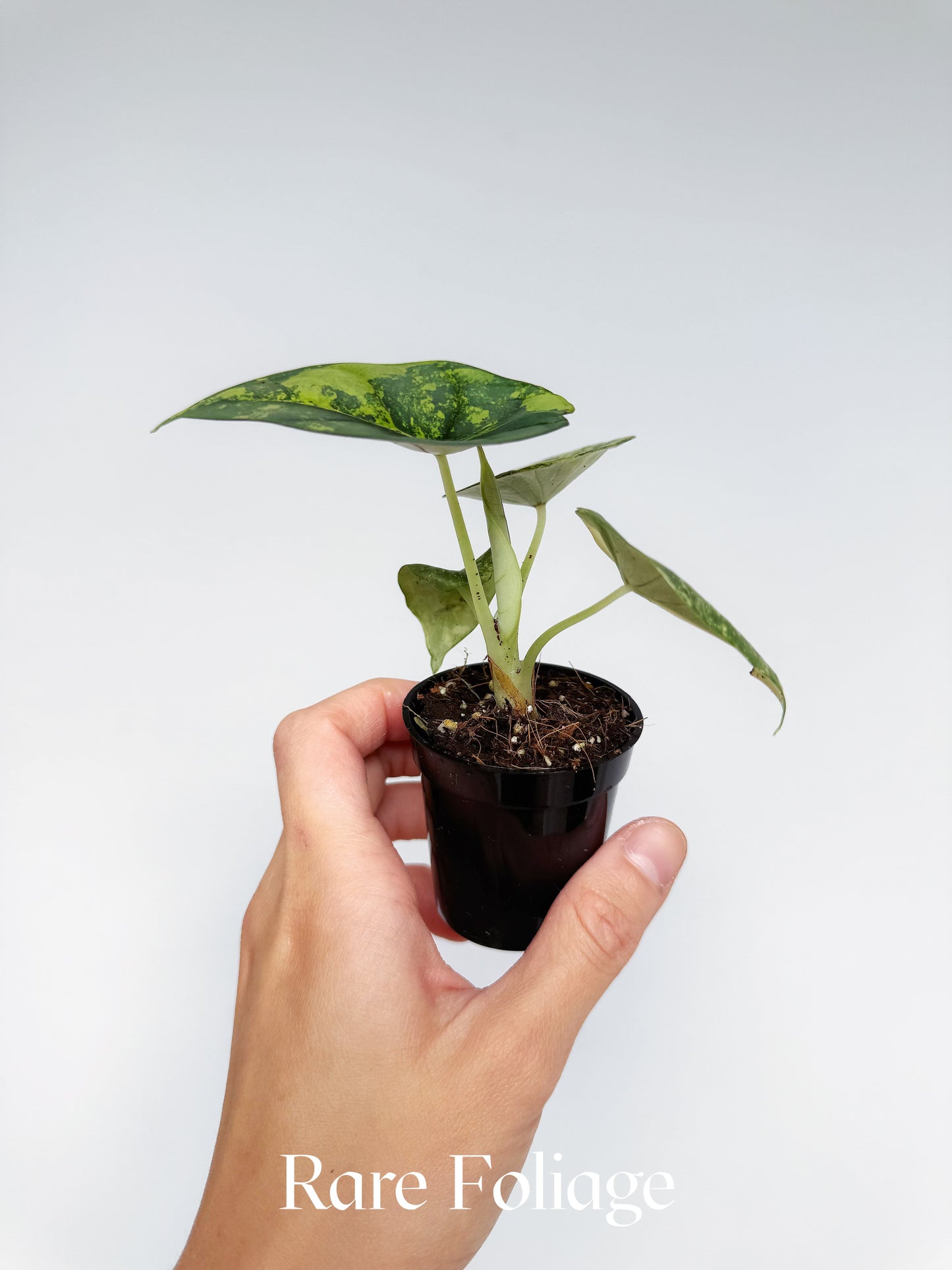 Alocasia Nebula Aurea Variegated 2” Exact Plant