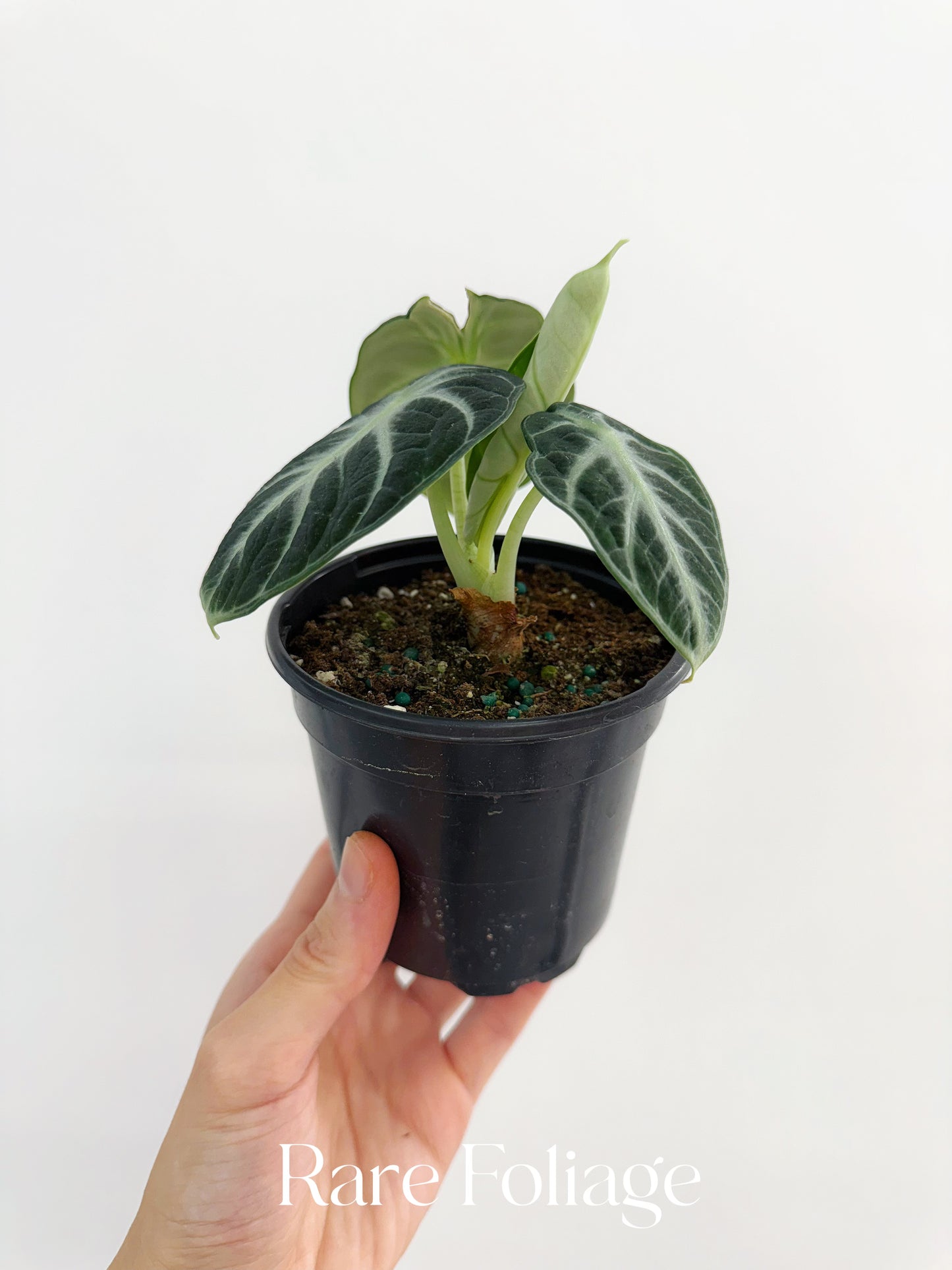 Alocasia Ninja 4"