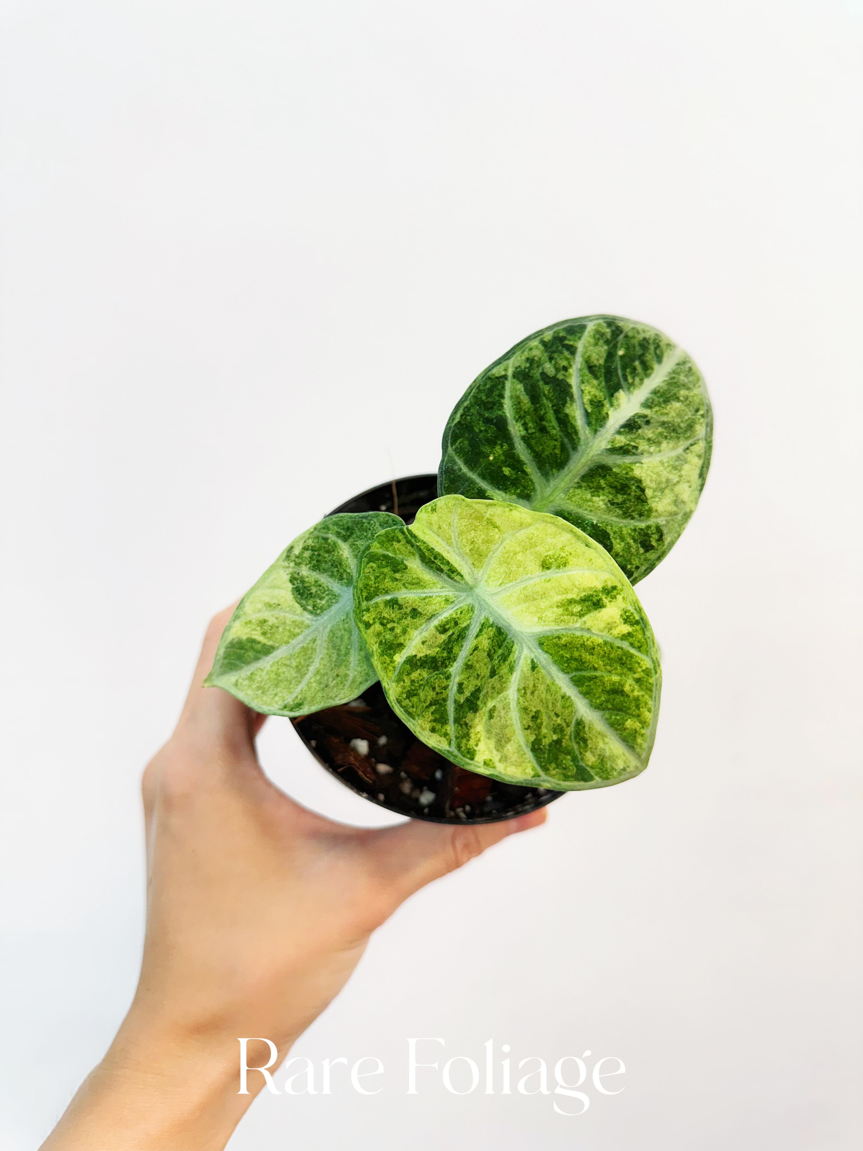 Alocasia Ninja Tricolor (TC) 【8-4】 Alocasia ninja tricolor variegated Tissue Culture - High