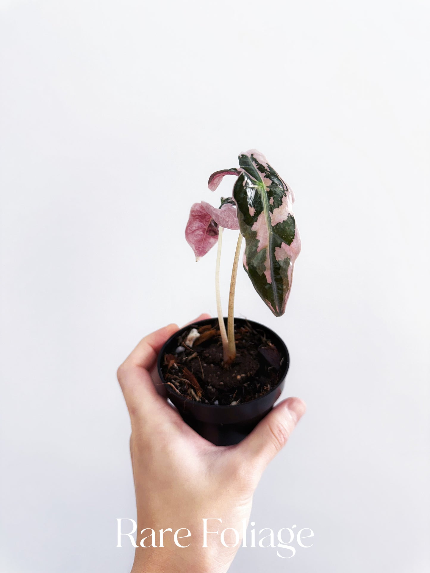 Alocasia Nobillis Pink Variegated 2” Grower's Choice