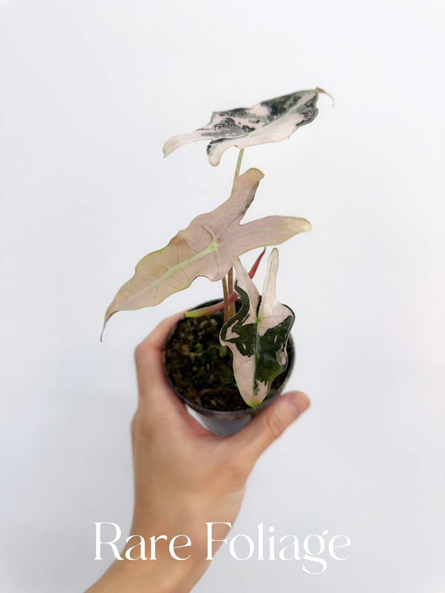 Alocasia Nobillis Pink Variegated 3"