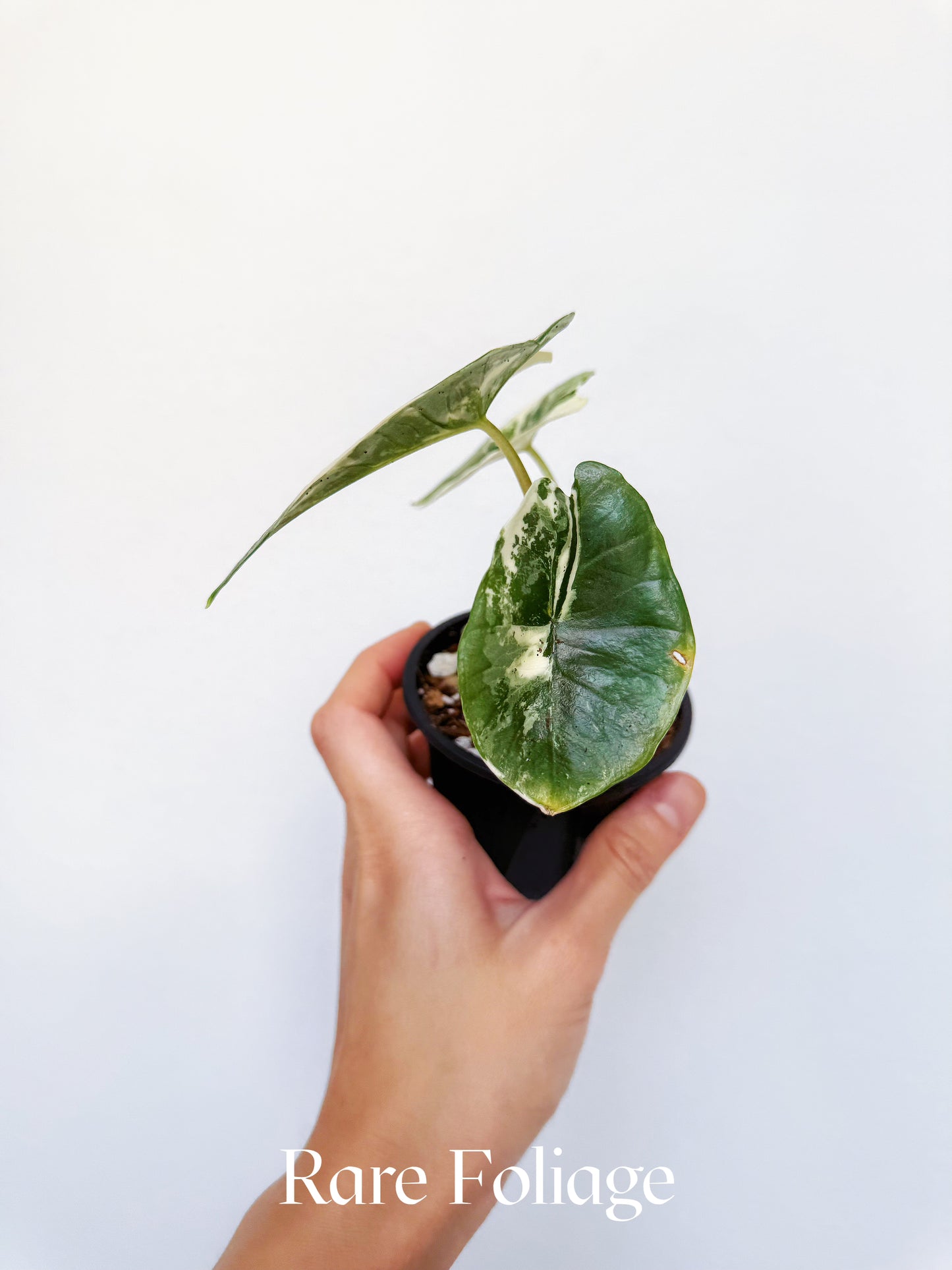 Alocasia Platinum Bisma Albo Variegated 3" Exact Plant
