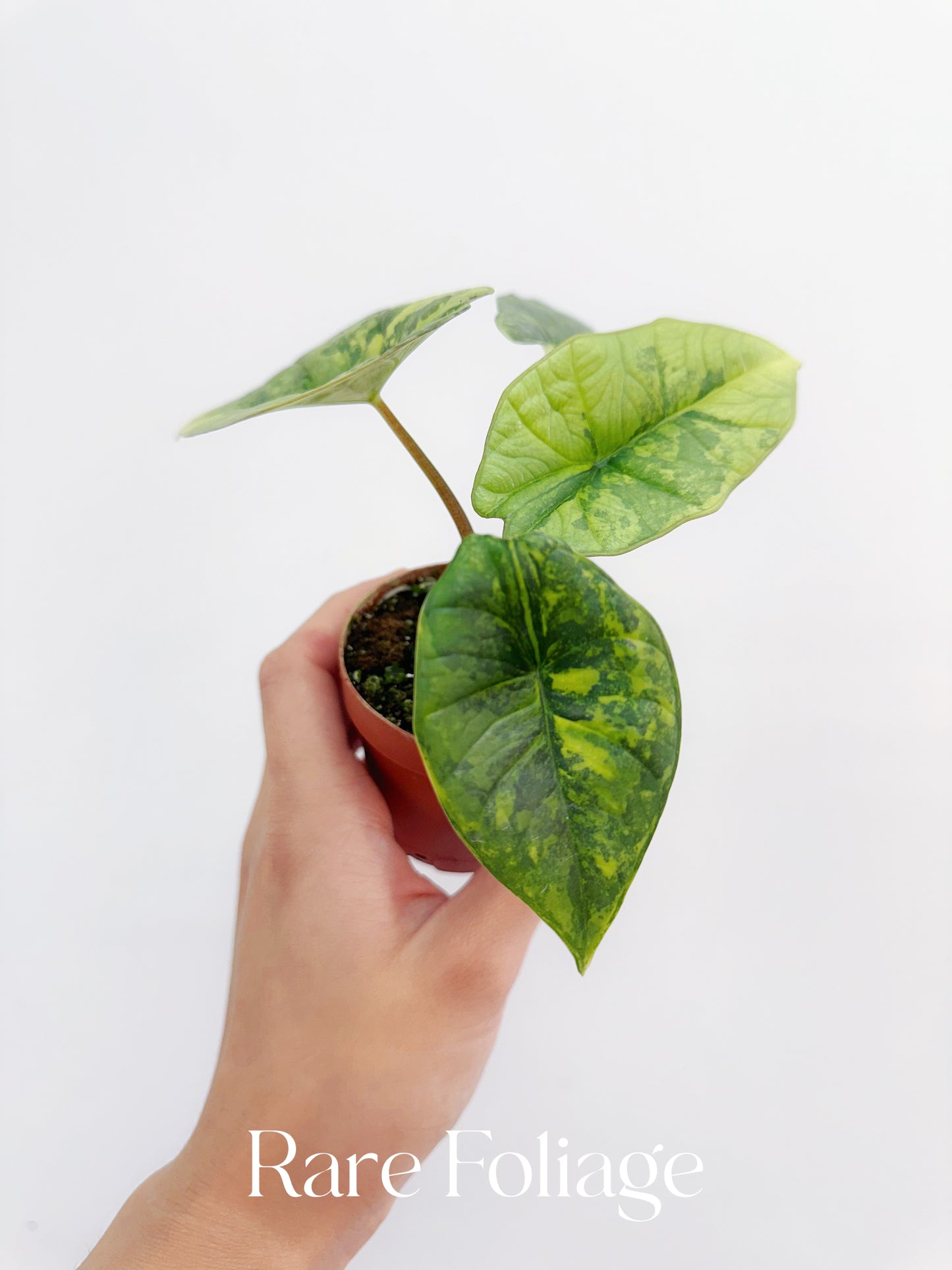 Alocasia Platinum Variegated 2” Exact Plant
